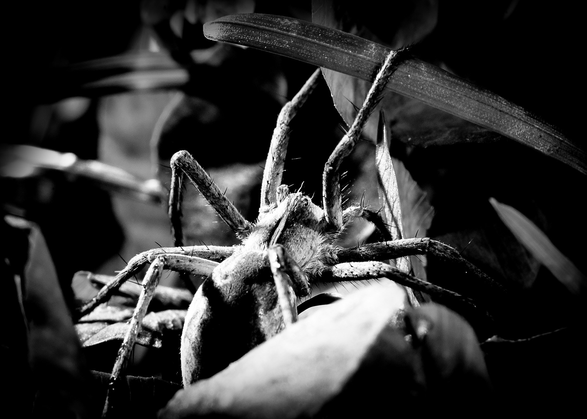 Sony SLT-A77 + Minolta AF 100mm F2.8 Macro [New] sample photo. Spider photography