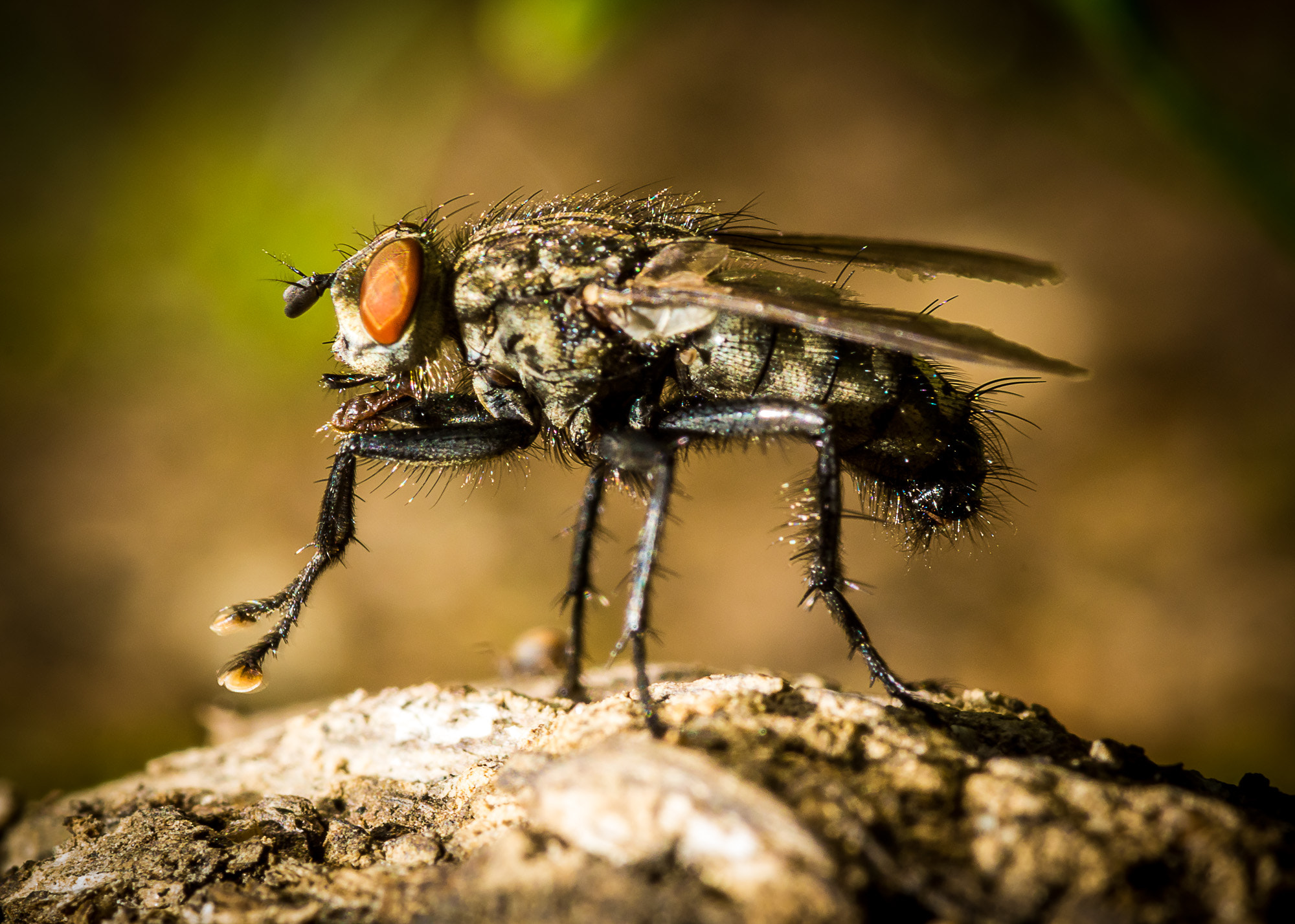 Sony SLT-A77 + Minolta AF 100mm F2.8 Macro [New] sample photo. Fly photography