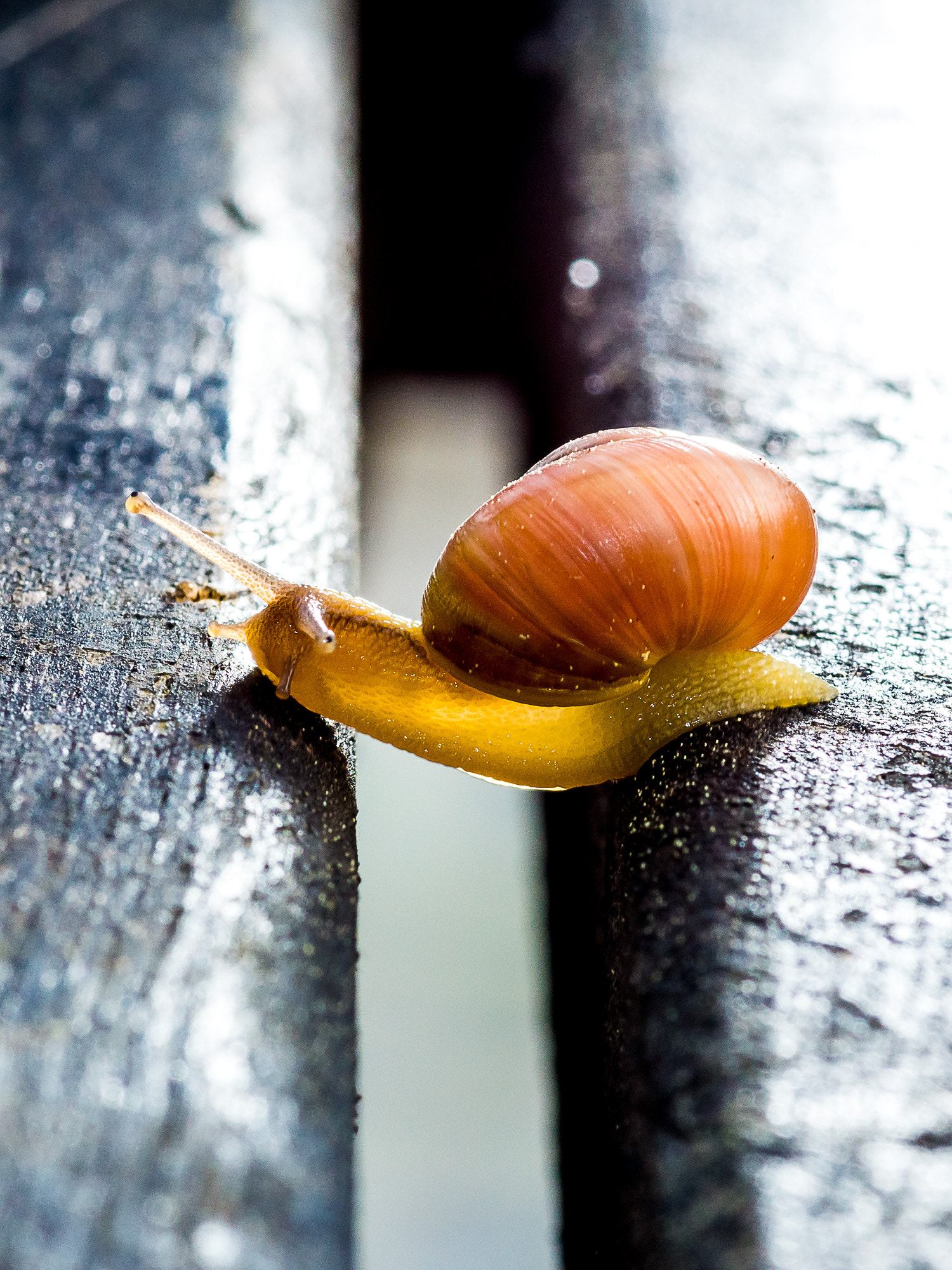 Sony SLT-A77 + Minolta AF 100mm F2.8 Macro [New] sample photo. Acrobat photography