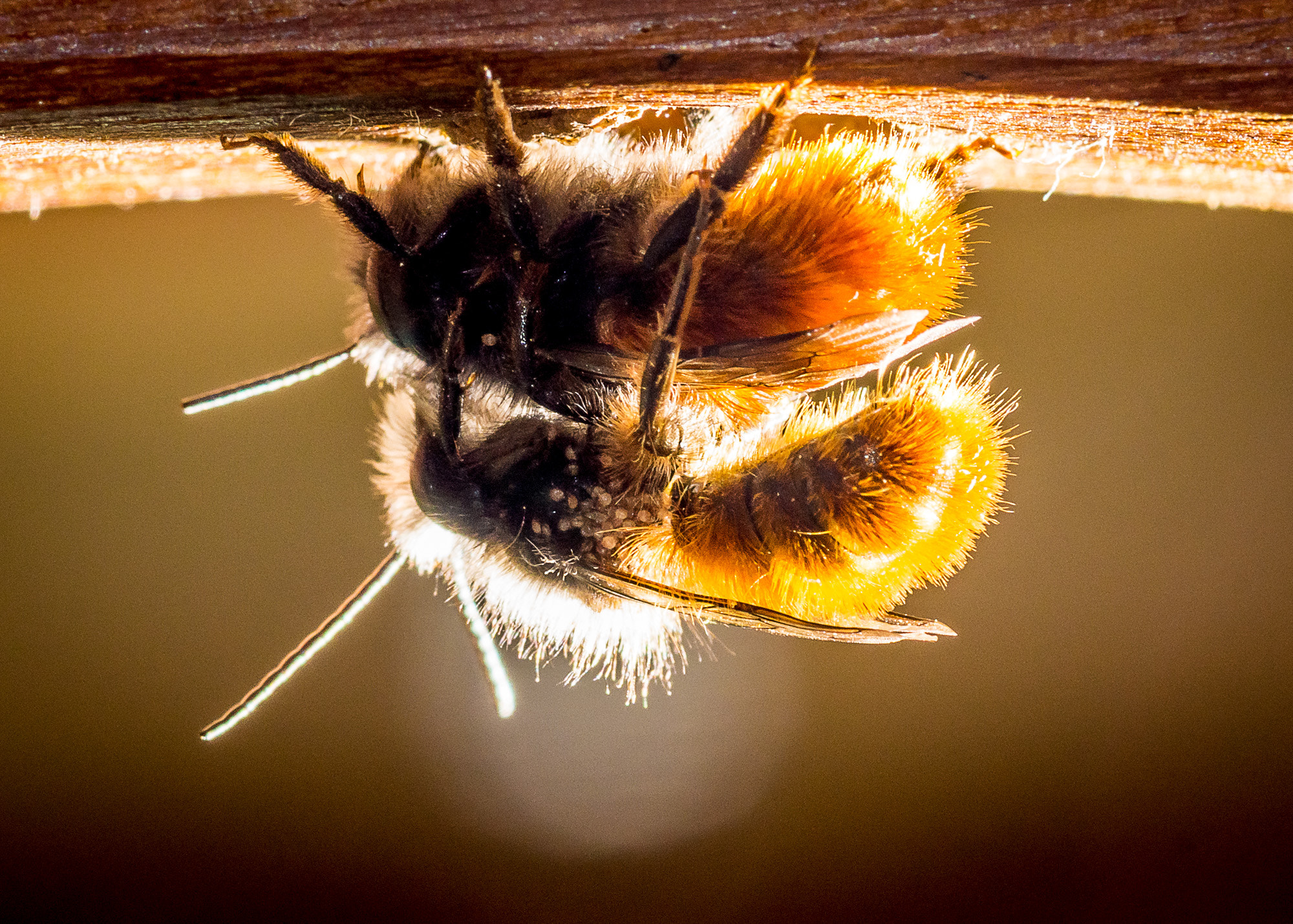 Sony SLT-A77 + Minolta AF 100mm F2.8 Macro [New] sample photo. Bumblebees photography