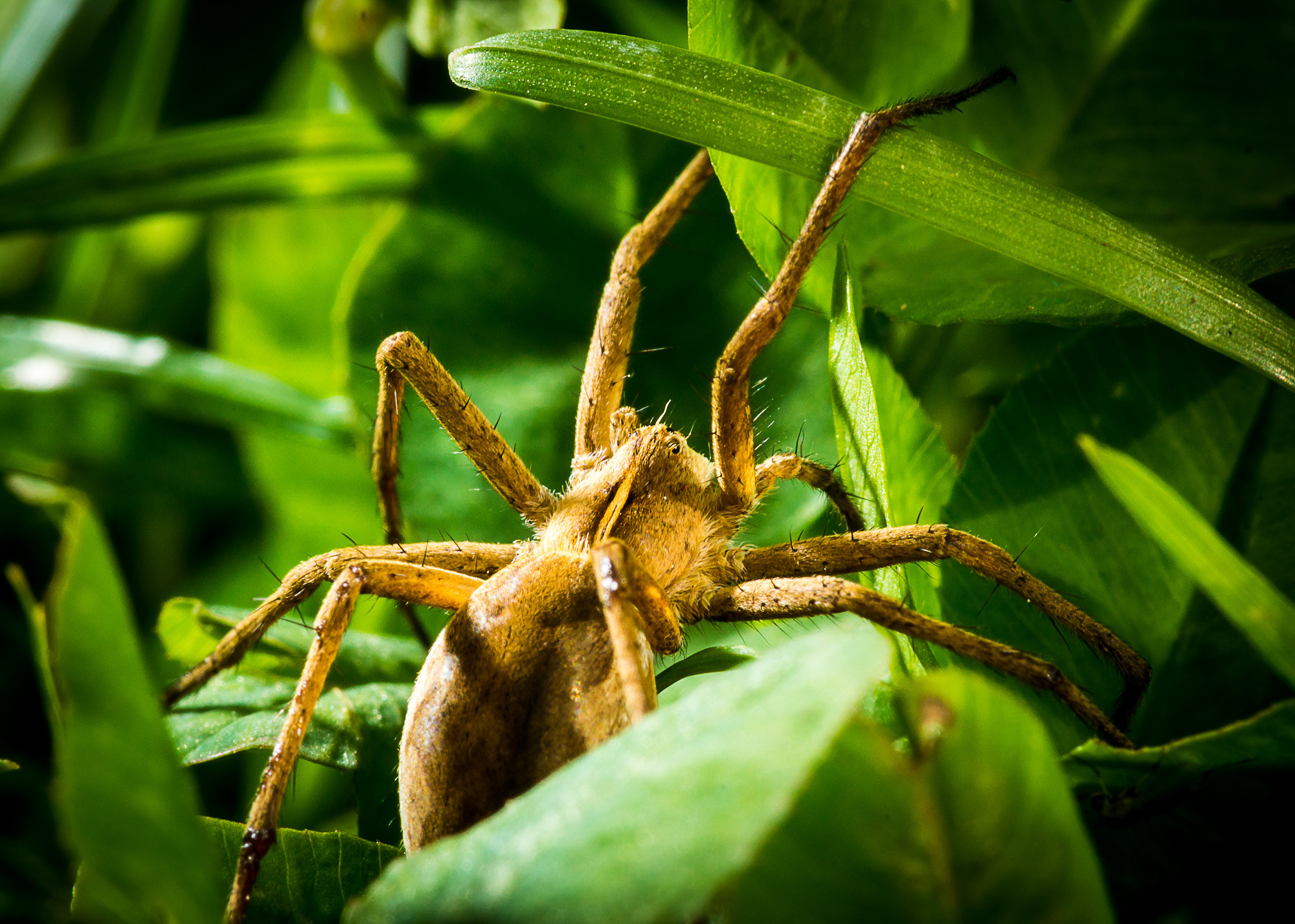 Sony SLT-A77 + Minolta AF 100mm F2.8 Macro [New] sample photo. Spider photography