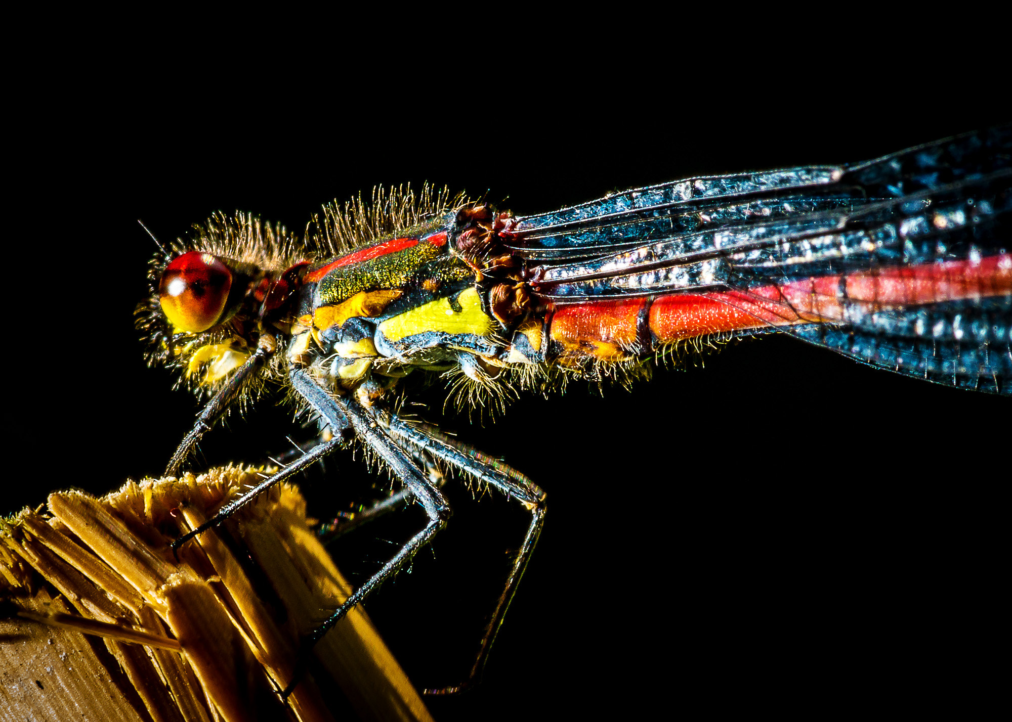Sony SLT-A77 + Minolta AF 100mm F2.8 Macro [New] sample photo. Dragonfly photography