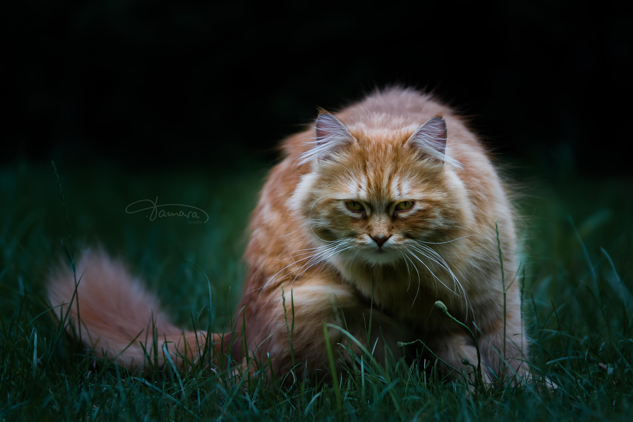 Tamron SP AF 70-200mm F2.8 Di LD (IF) MACRO sample photo. Wild cat photography
