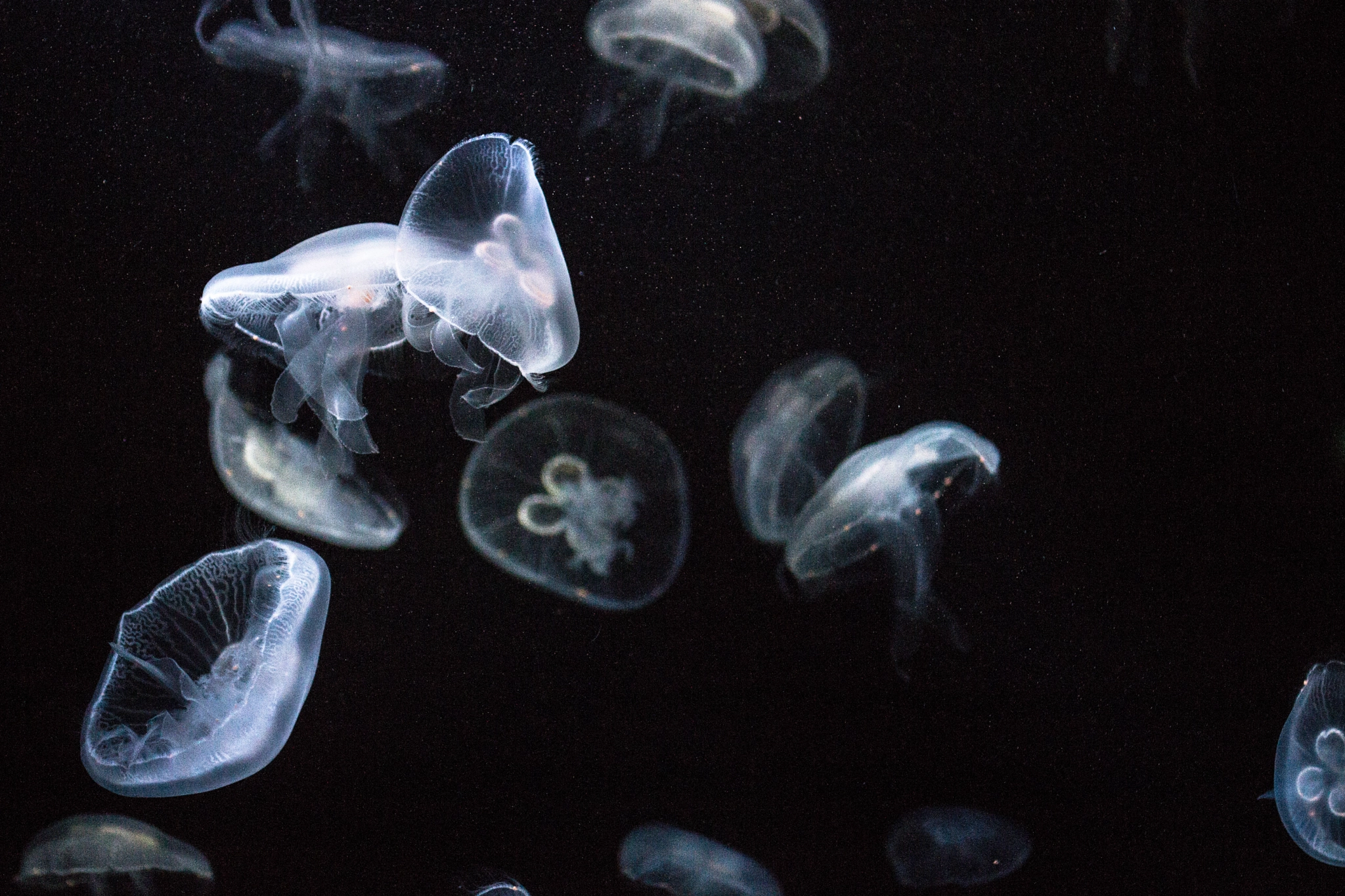 Canon EOS 700D (EOS Rebel T5i / EOS Kiss X7i) + Sigma 35mm F1.4 DG HSM Art sample photo. Underwater petals photography