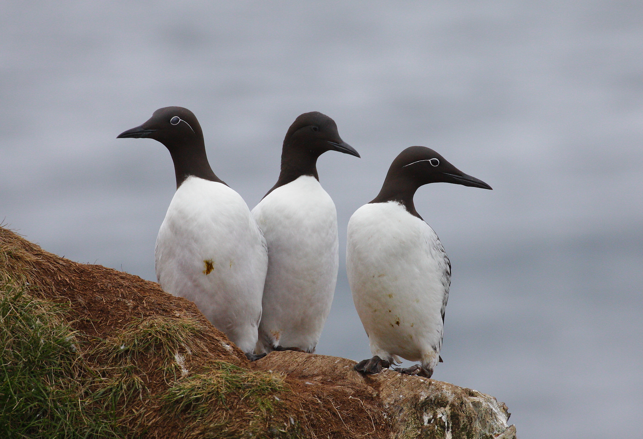 Canon EOS 50D + Canon EF 100-400mm F4.5-5.6L IS II USM sample photo. Guillemots photography