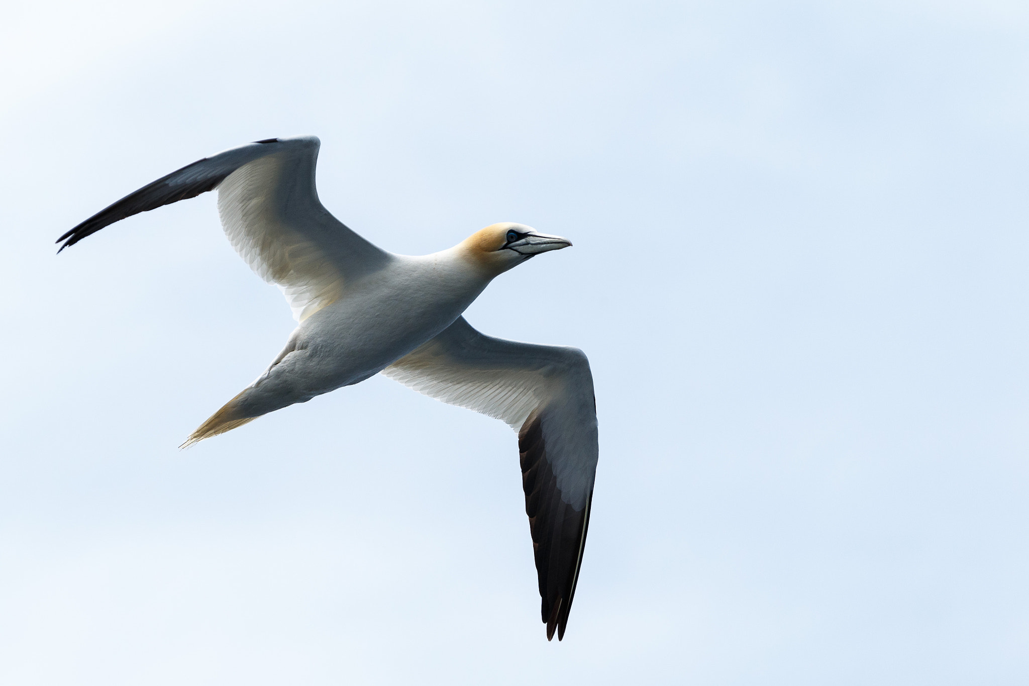 Canon EOS-1D X sample photo. Northern gannet photography