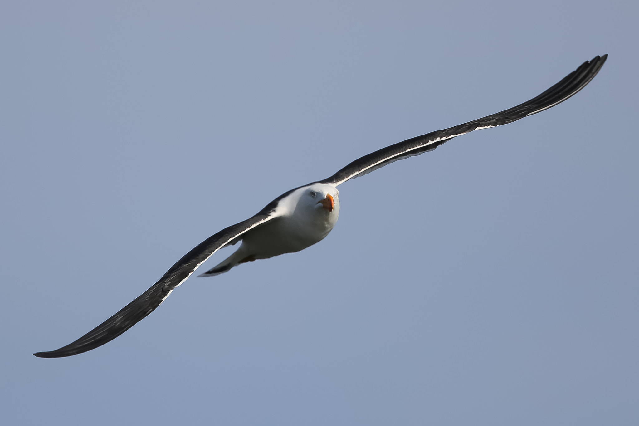 Canon EF 300mm F2.8L IS II USM sample photo. Coming at you photography