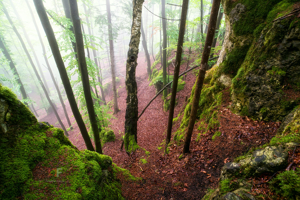 Nikon D810 + ZEISS Distagon T* 21mm F2.8 sample photo. Summer fog photography