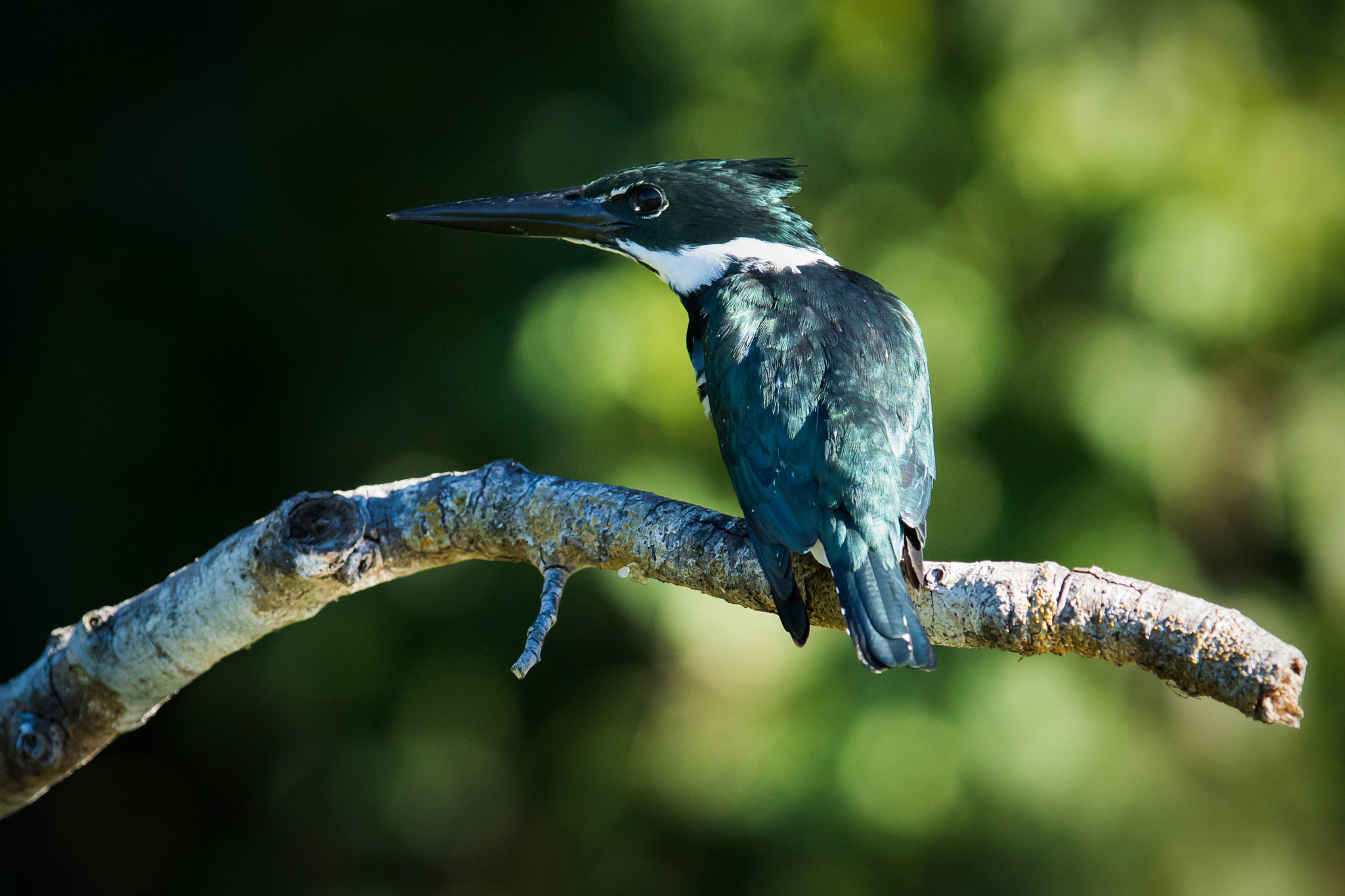 300mm F2.8 G sample photo. Amazon kingfisher photography