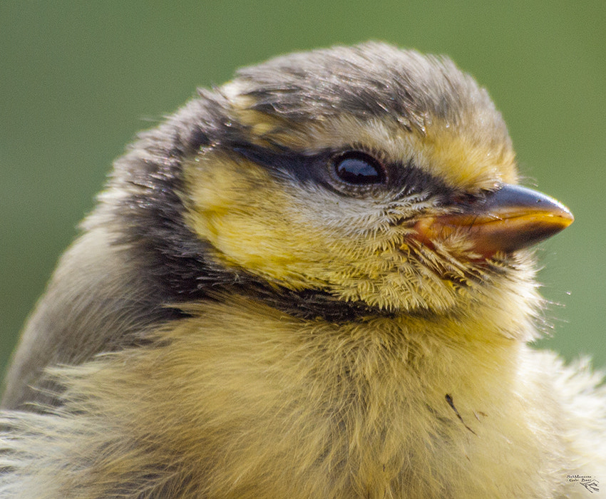 Olympus Zuiko Digital ED 70-300mm F4.0-5.6 sample photo. Blaumeisen portrait photography