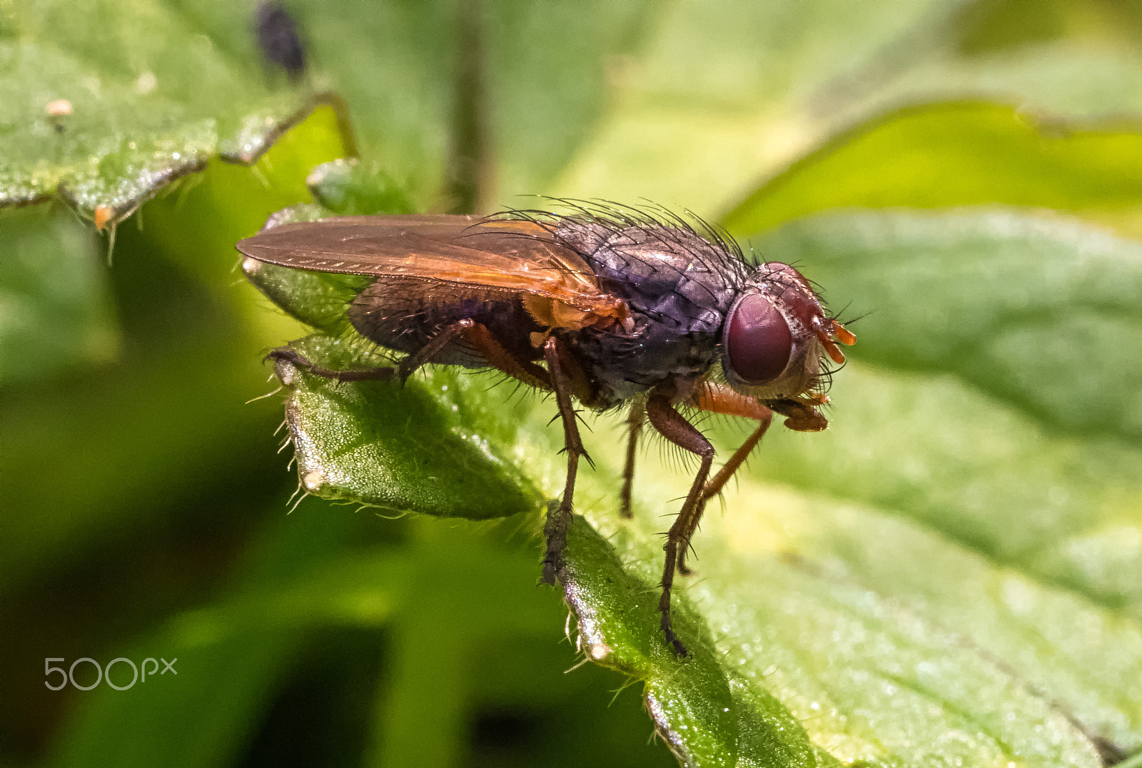 Panasonic Leica DG Macro-Elmarit 45mm F2.8 ASPH OIS sample photo. Fly photography
