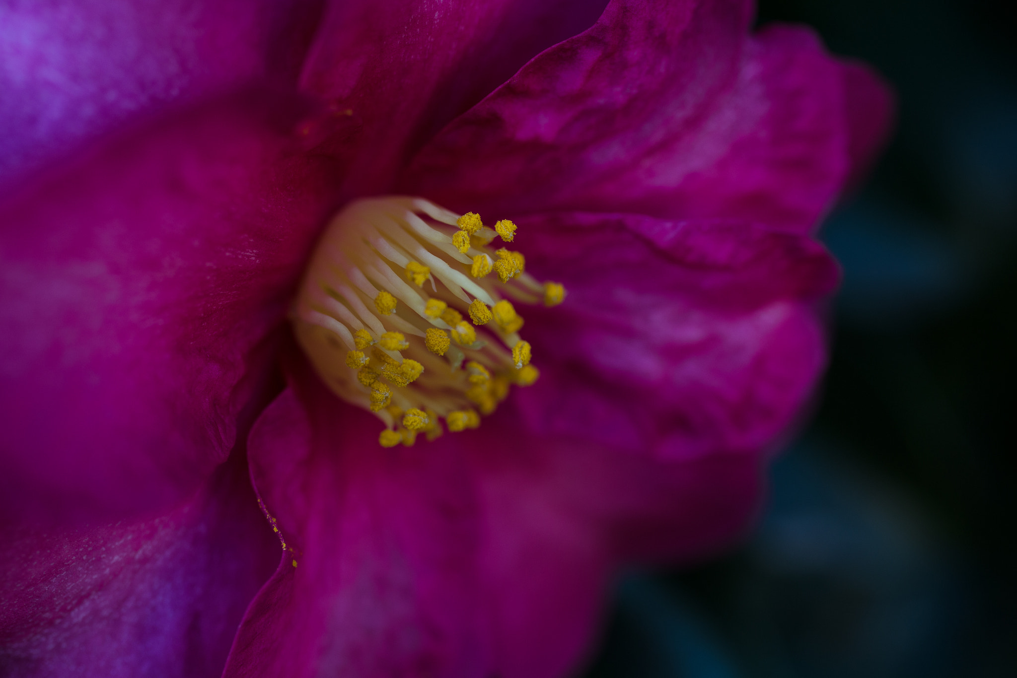 Canon EOS 6D + Canon EF 50mm F2.5 Macro sample photo. A winter camilla photography