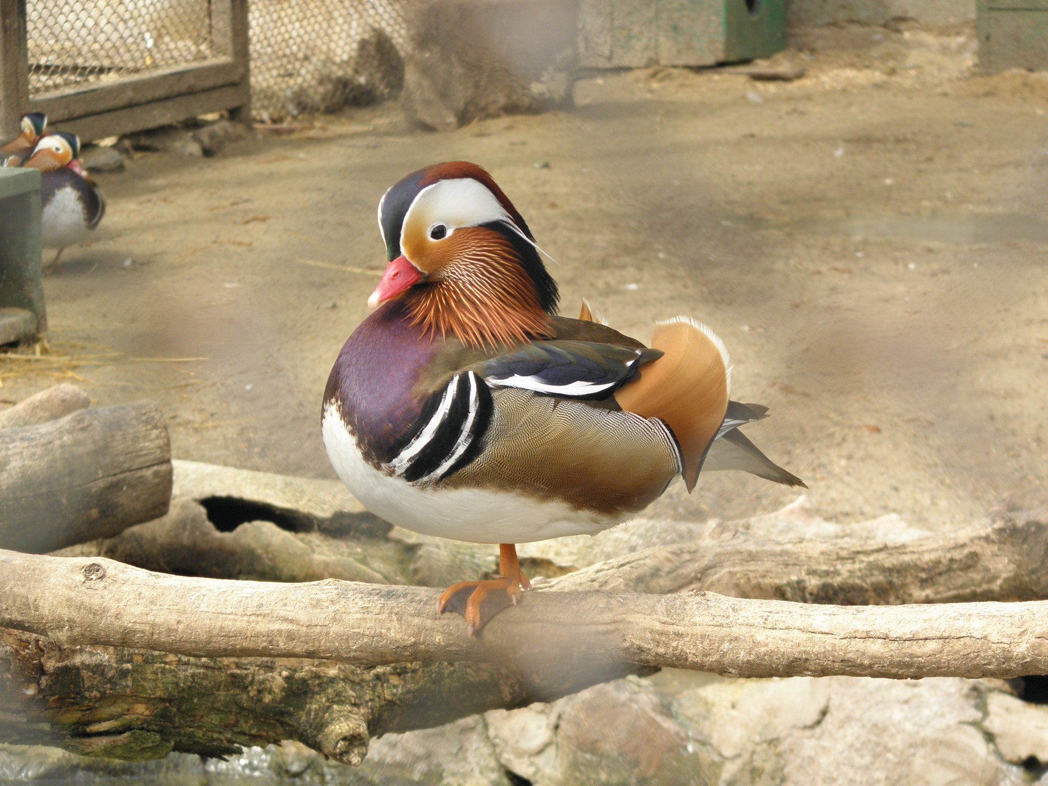 Olympus SP600UZ sample photo. Duck photography