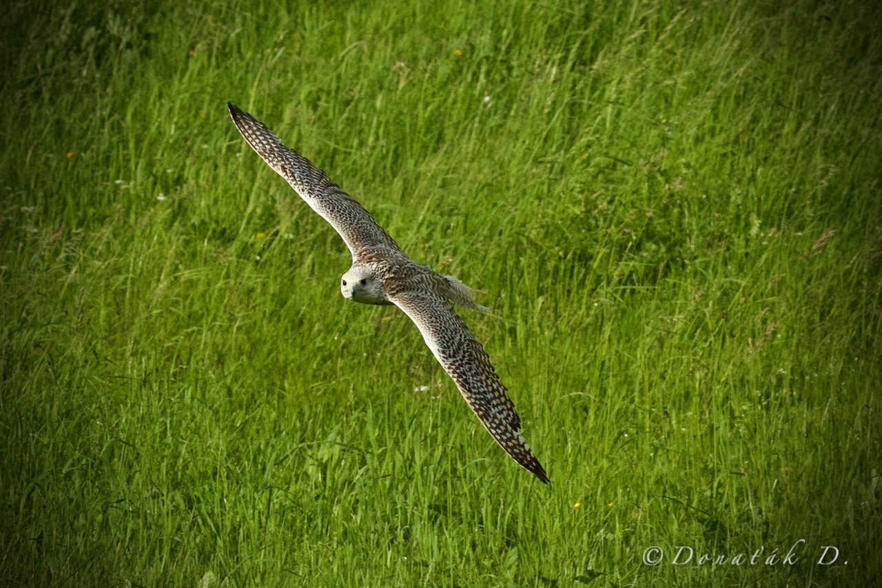 Canon EOS 7D Mark II + Canon EF 200-400mm F4L IS USM Extender 1.4x sample photo. Raroh lovecký (falco rusticolus) photography