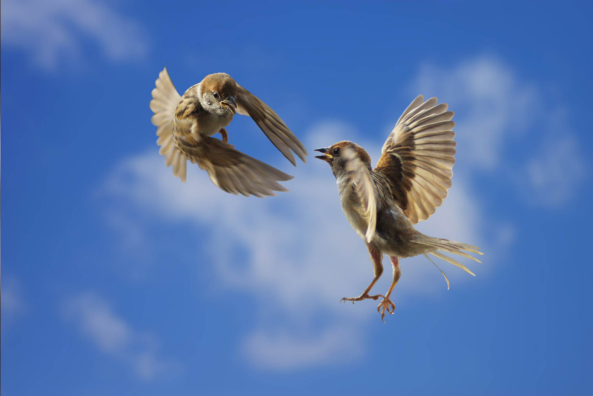 Sony SLT-A77 + Minolta AF 100mm F2.8 Macro [New] sample photo. Sparrow in the sky photography