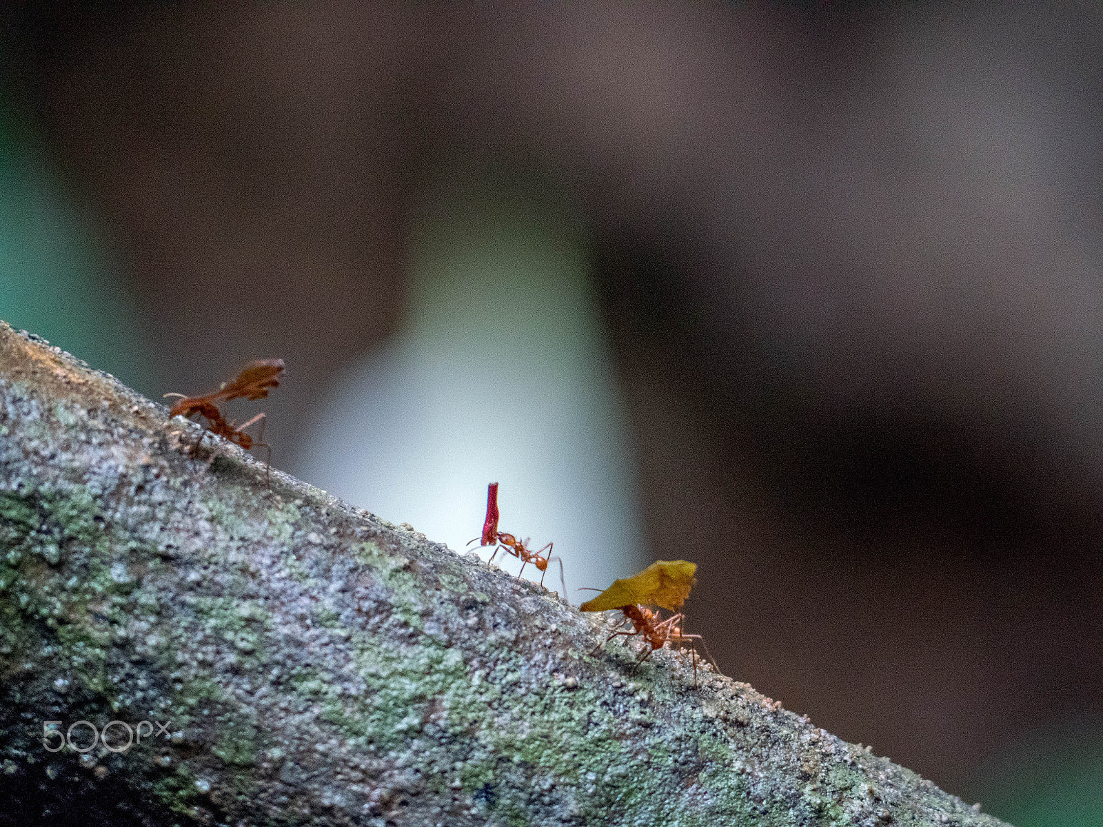 Panasonic Lumix DMC-GX8 sample photo. Leaf cutter ants (p1020707.jpg) photography