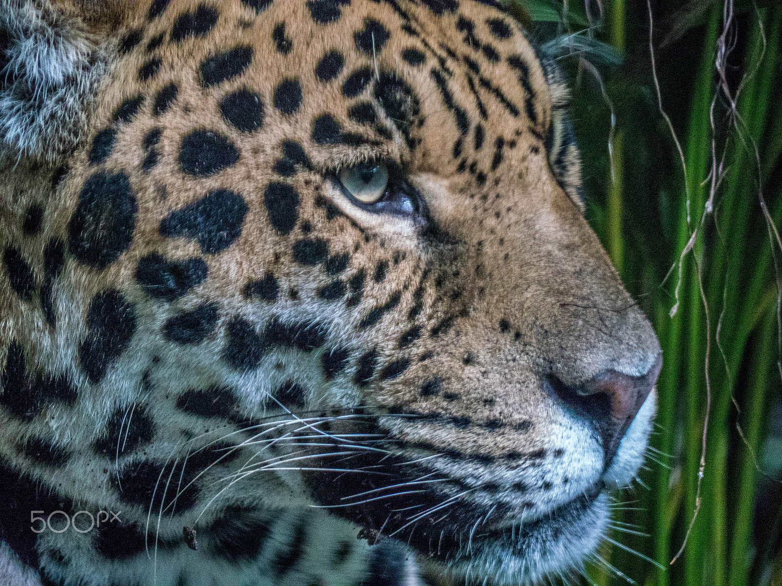 Panasonic Lumix DMC-GX8 sample photo. Jaguar (p1020681.jpg) photography