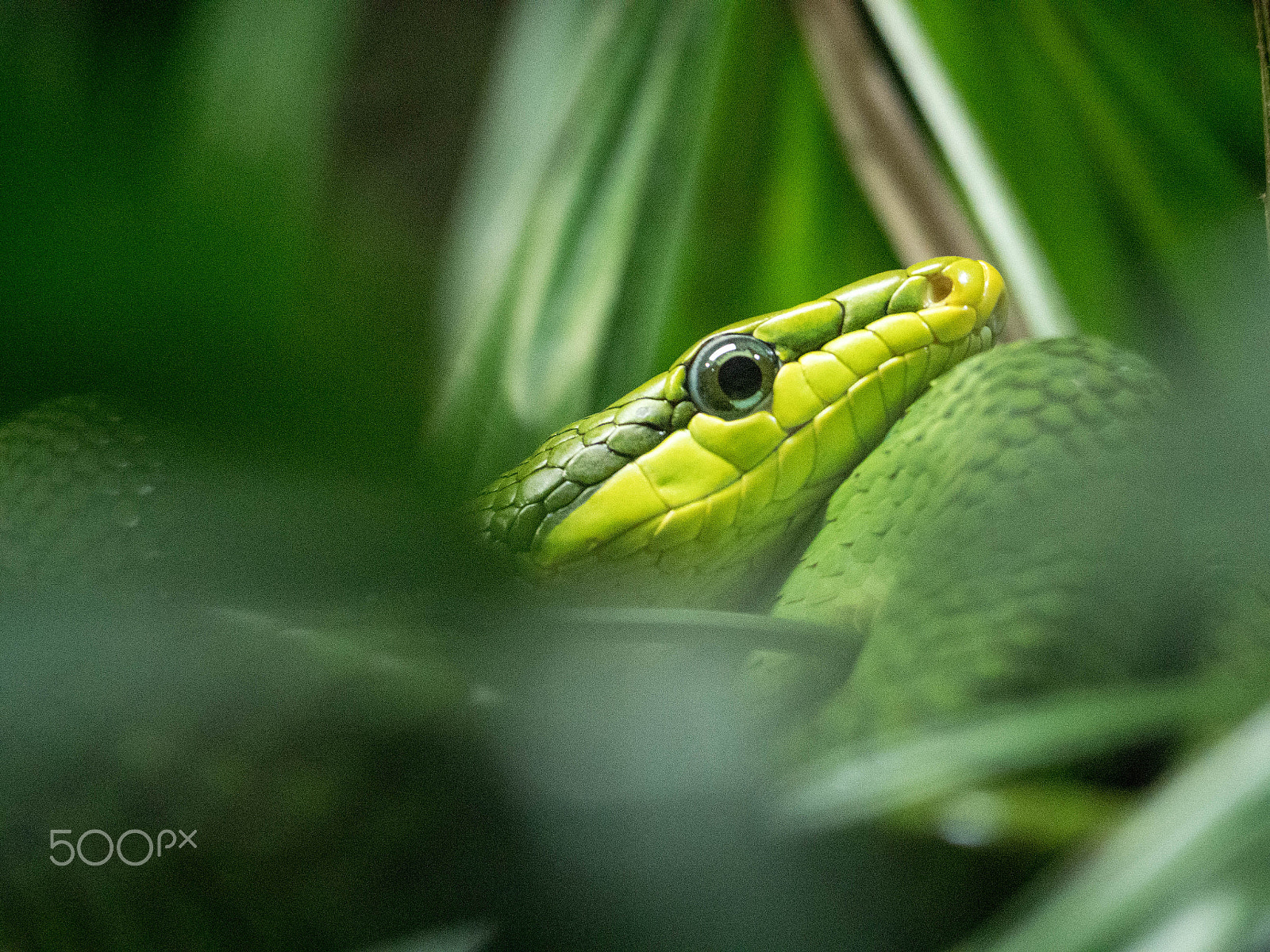 Panasonic Lumix DMC-GX8 sample photo. Green snake (p1020738.jpg) photography