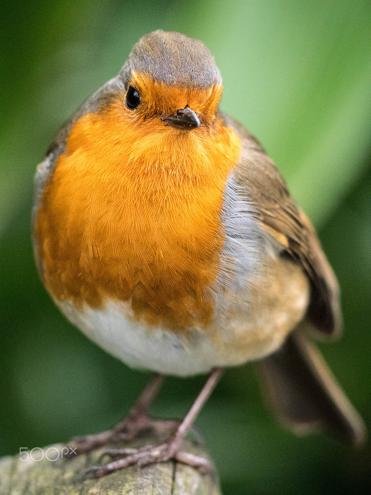 Panasonic Lumix DMC-GX8 sample photo. Robin (p1020798.jpg) photography