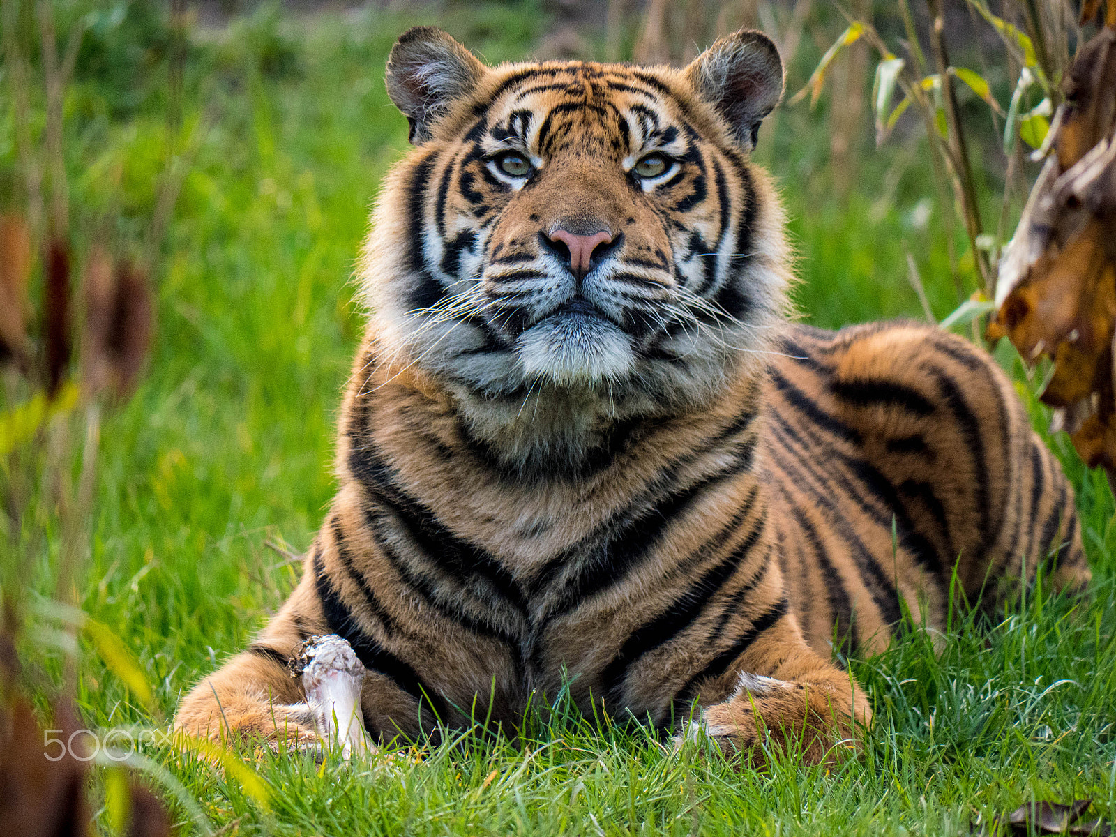 Panasonic Lumix DMC-GX8 sample photo. Tiger (p1030068.jpg) photography