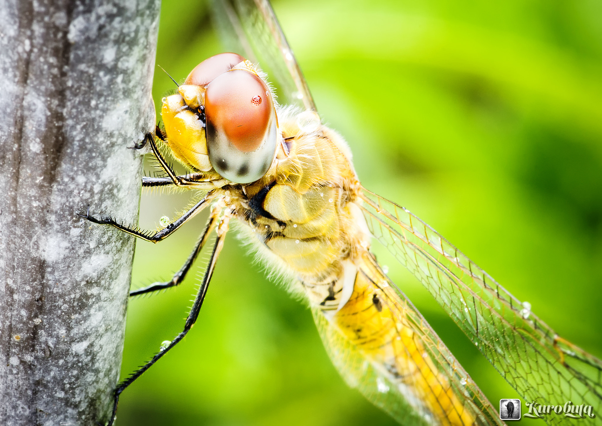 Pentax K-5 IIs + Pentax smc D-FA 100mm F2.8 Macro WR sample photo. Dragonfly is shelter from the rain photography