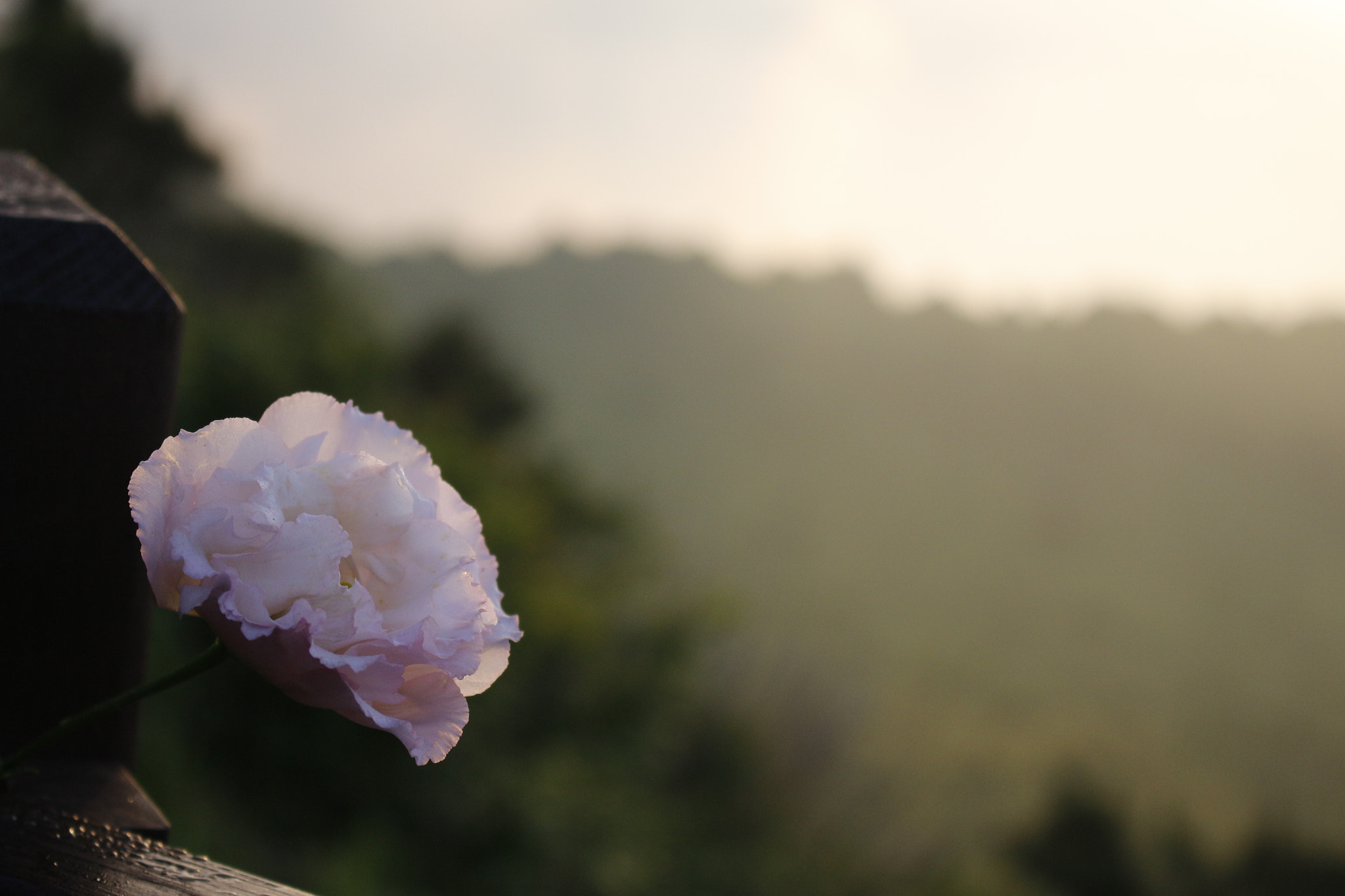 Canon EOS 650D (EOS Rebel T4i / EOS Kiss X6i) sample photo. Growth photography