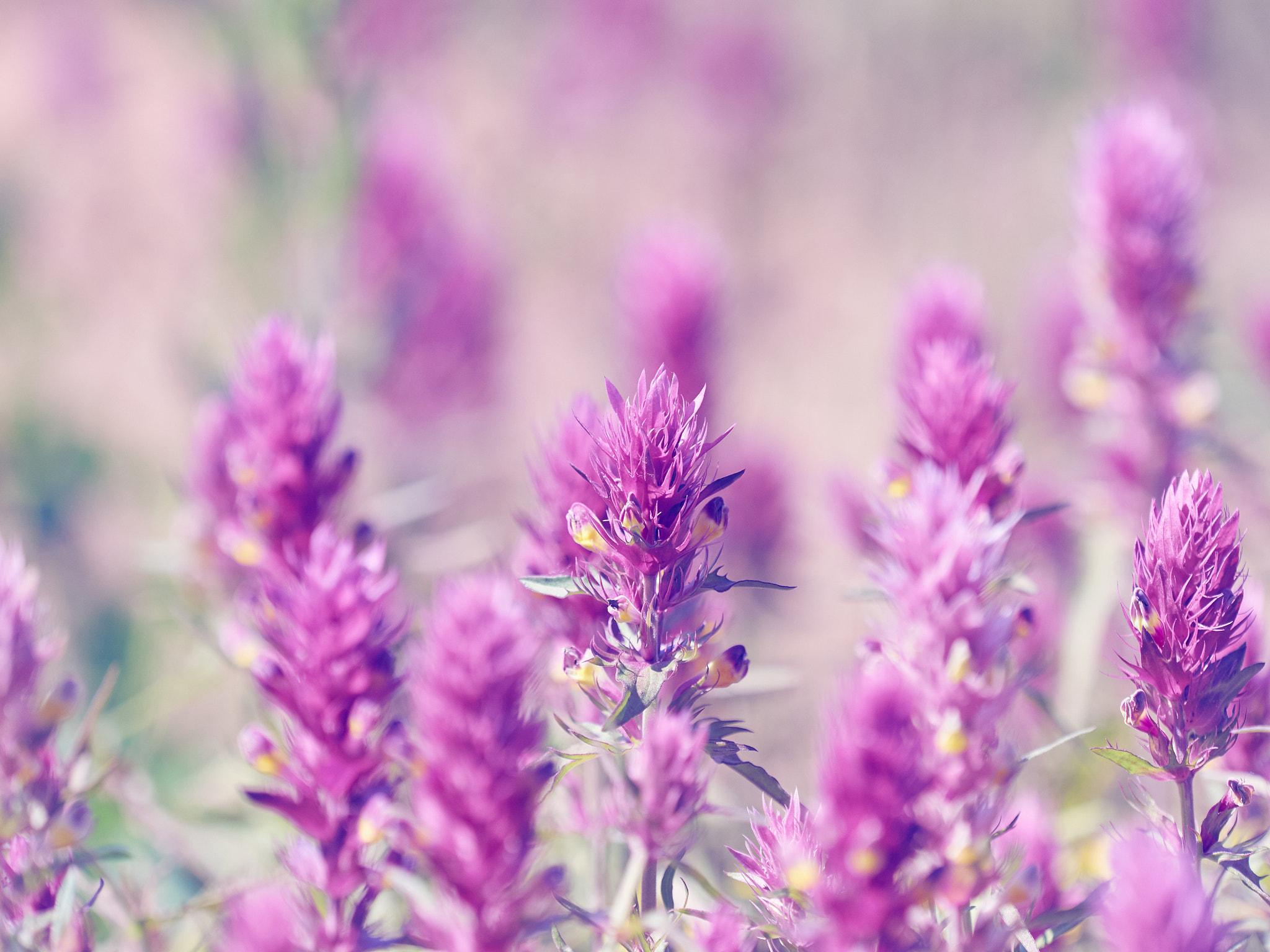 Olympus OM-D E-M5 + Olympus M.Zuiko Digital ED 40-150mm F2.8 Pro sample photo. Beautiful little meadow wild pink flowers on a natural  backgrou photography