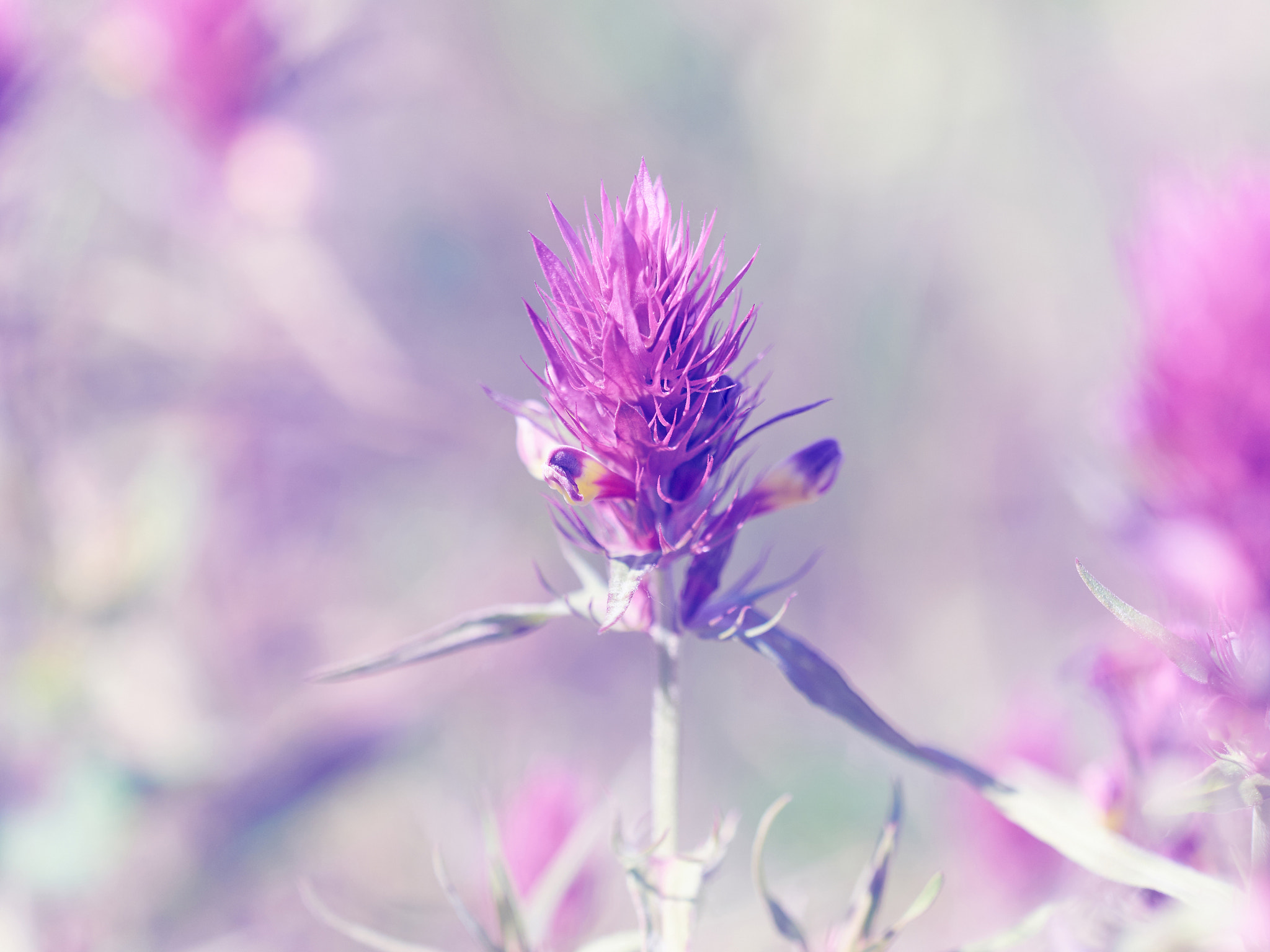 Olympus OM-D E-M5 + Olympus M.Zuiko Digital ED 40-150mm F2.8 Pro sample photo. Beautiful little meadow wild pink flowers on a natural  backgrou photography