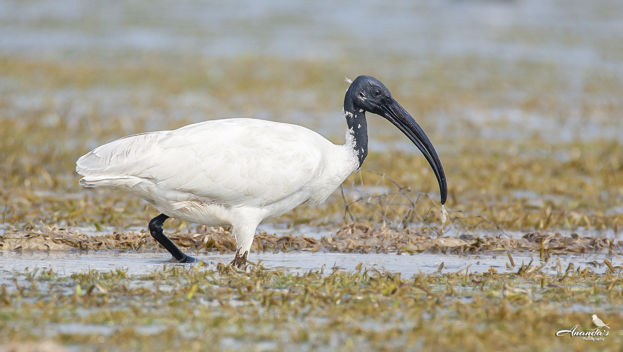 Tamron SP 150-600mm F5-6.3 Di VC USD sample photo. In search of food photography