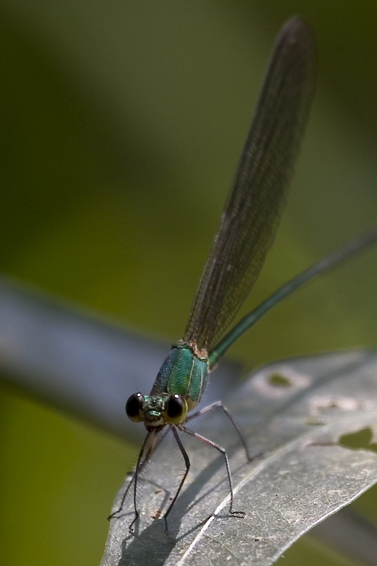 Canon EOS 30D + Canon EF 100-400mm F4.5-5.6L IS USM sample photo. Dragonfly photography