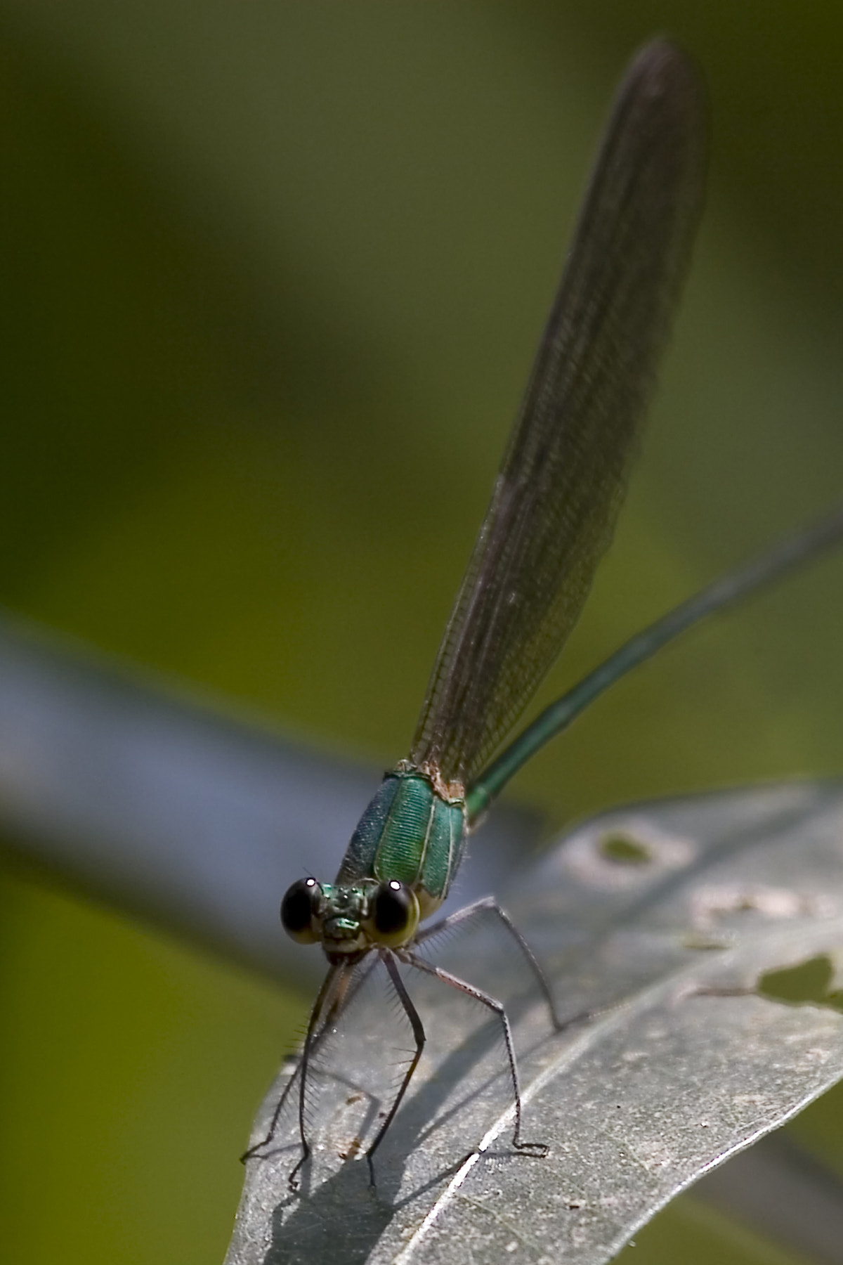Canon EF 100-400mm F4.5-5.6L IS USM sample photo. Dragonfly photography