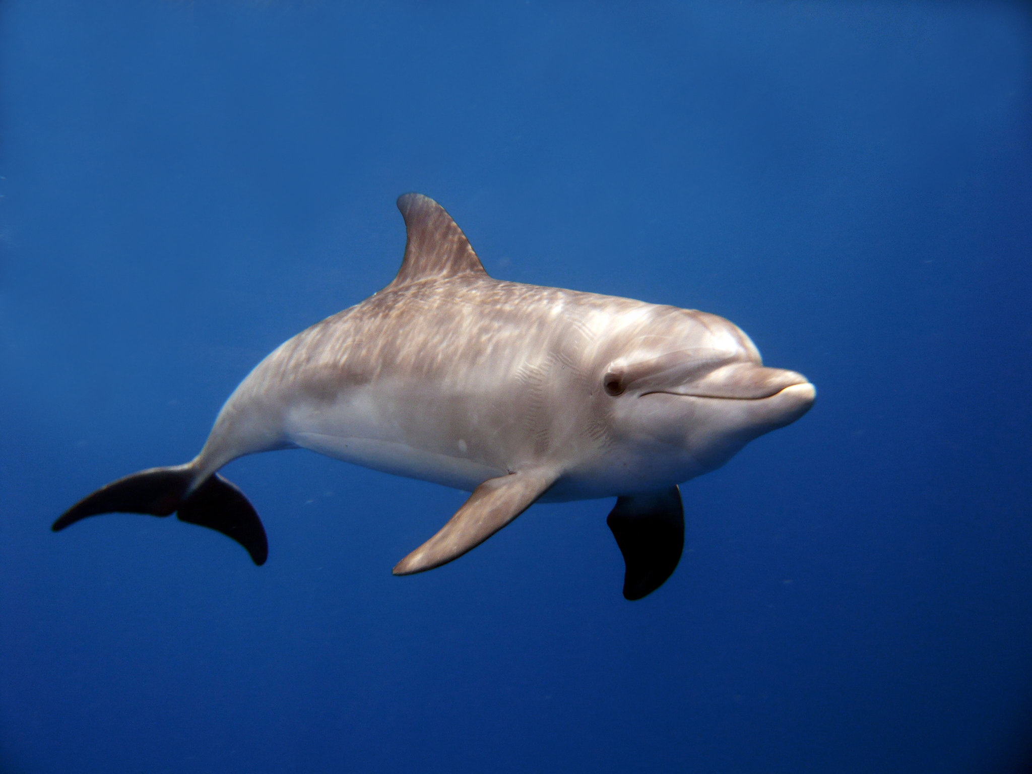 Panasonic DMC-FX30 sample photo. Smiling dolphin photography