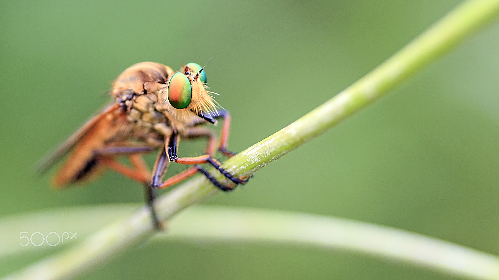 Canon EOS 600D (Rebel EOS T3i / EOS Kiss X5) + Tamron SP AF 90mm F2.8 Di Macro sample photo. Robberfly photography