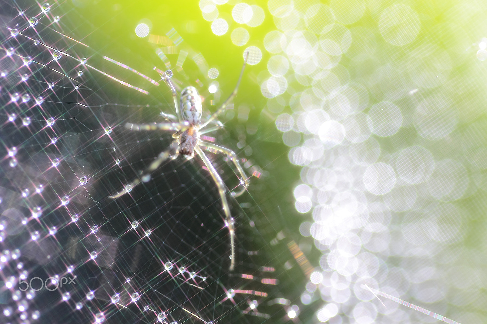 Canon EOS 600D (Rebel EOS T3i / EOS Kiss X5) sample photo. Spider wear jewelry photography