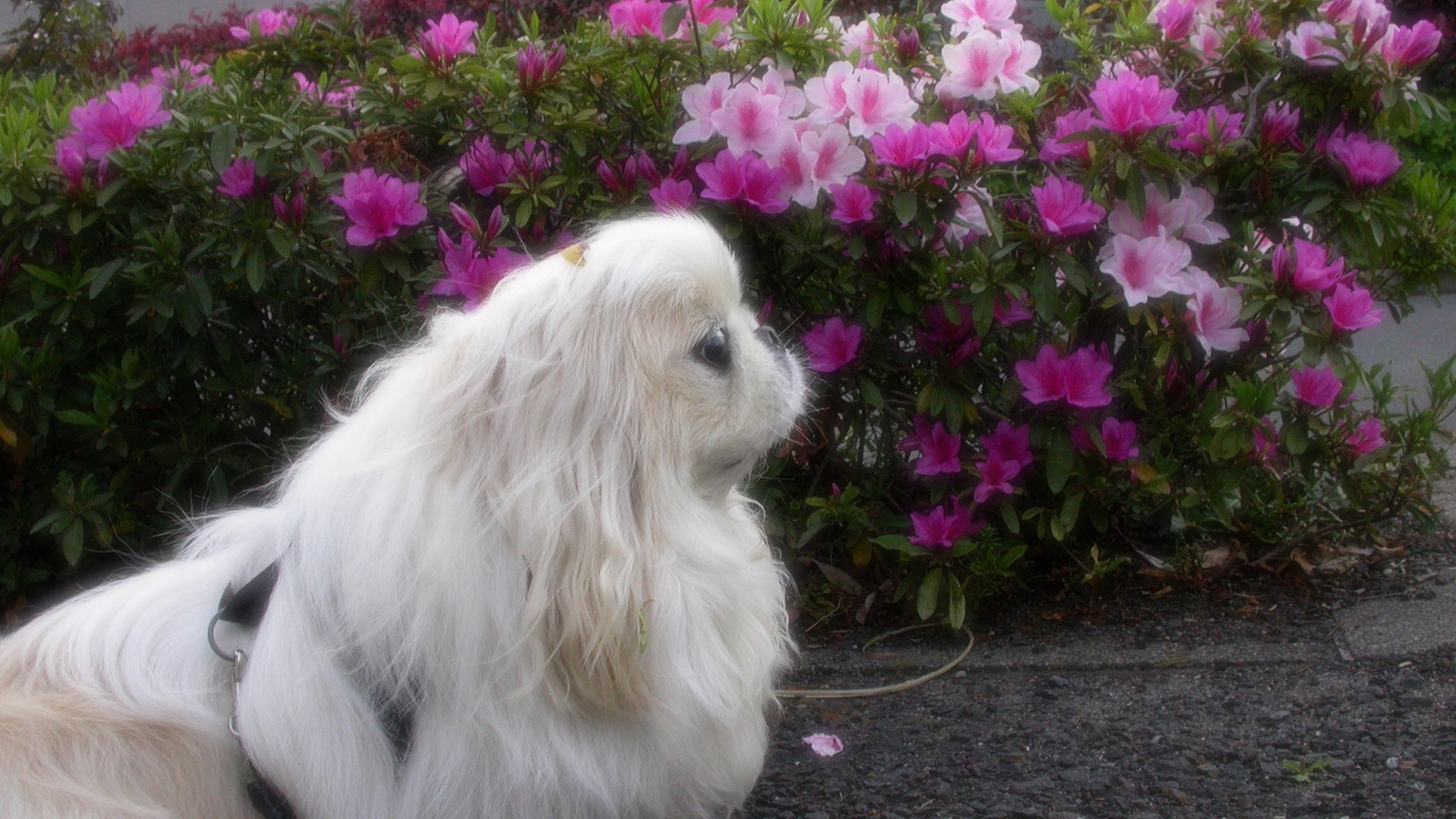 Nikon E4500 sample photo. His name is fuga photography
