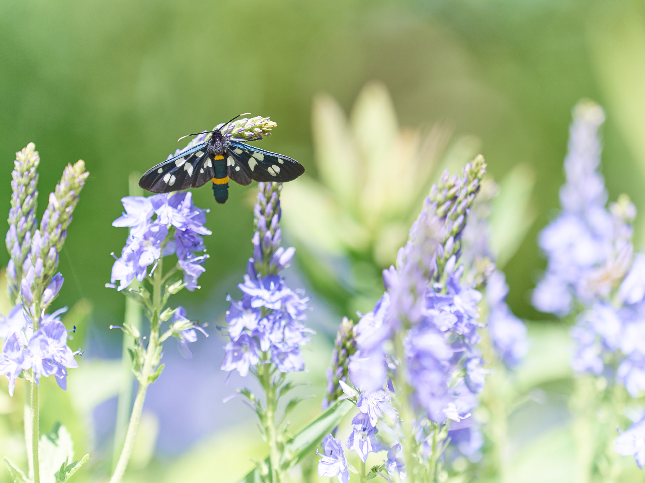 Olympus OM-D E-M5 + Olympus M.Zuiko Digital ED 40-150mm F2.8 Pro sample photo. Beautiful little wild meadow of purple flowers with a butterfly photography