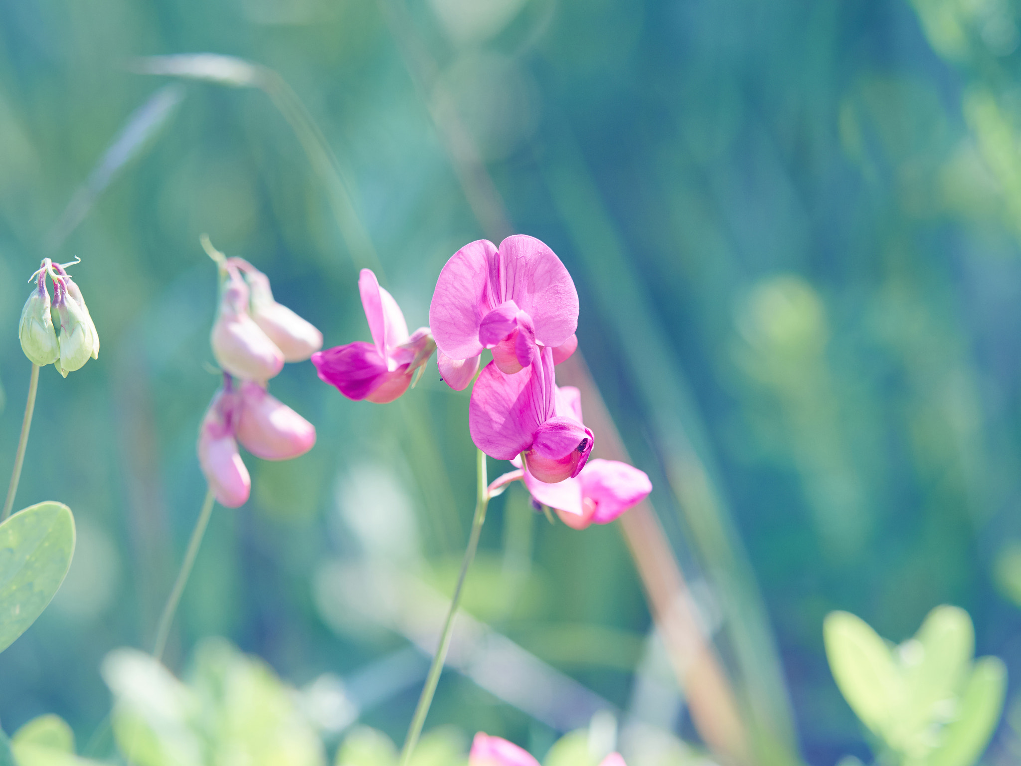 Olympus OM-D E-M5 + Olympus M.Zuiko Digital ED 40-150mm F2.8 Pro sample photo. Beautiful little meadow wild pink flowers on a natural green bac photography