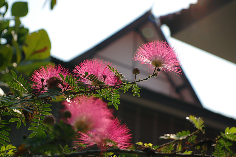 Pentax smc DA 16-45mm F4 ED AL sample photo