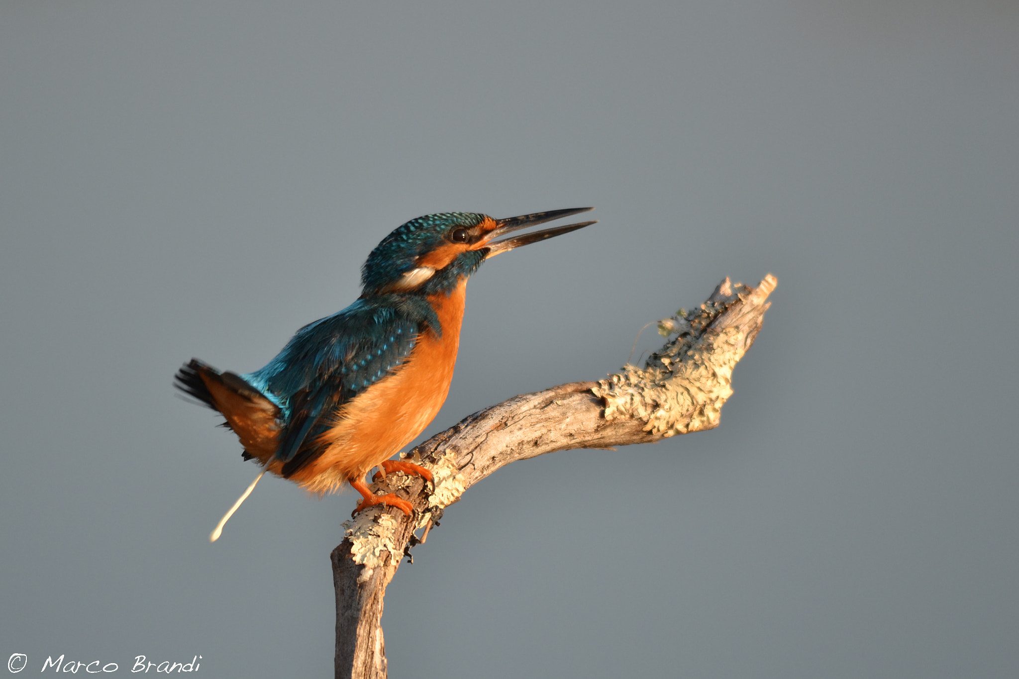Sigma 150-500mm F5-6.3 DG OS HSM sample photo. Martin pescatore - kingfisher photography