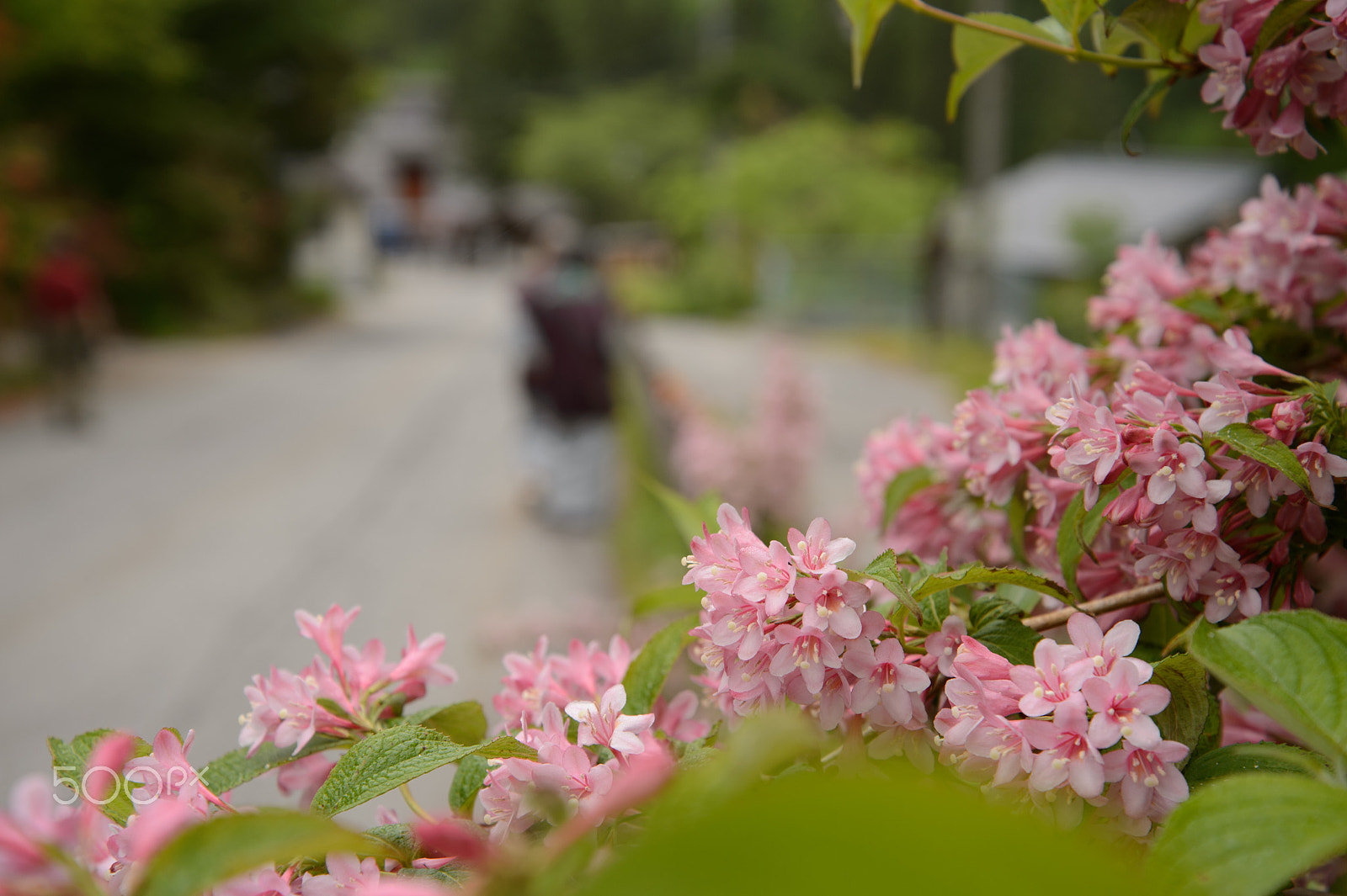 Nikon Df sample photo. Pink flowers photography