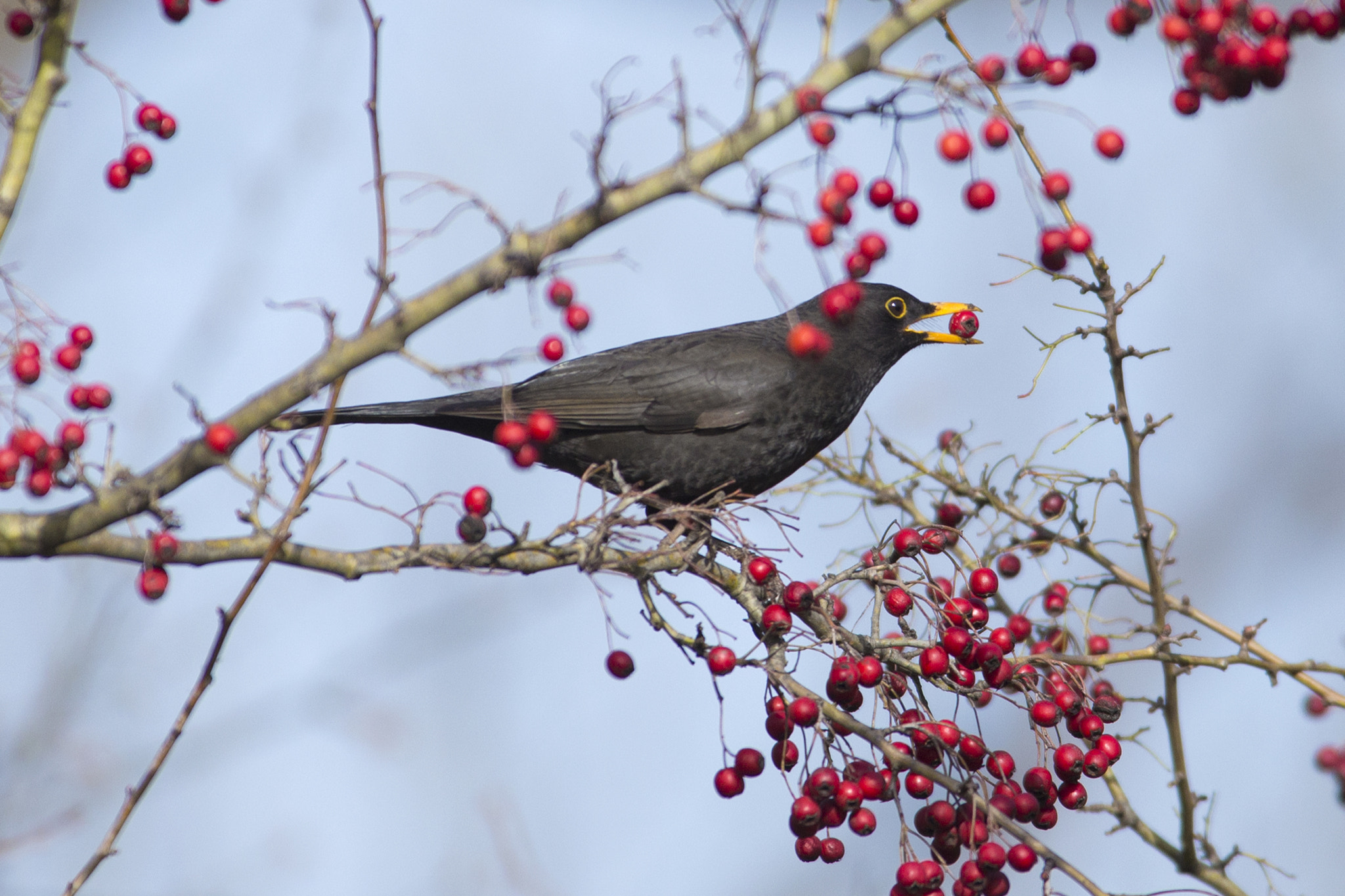 Canon EF 300mm f/2.8L + 1.4x sample photo. Delicious ... juniper photography