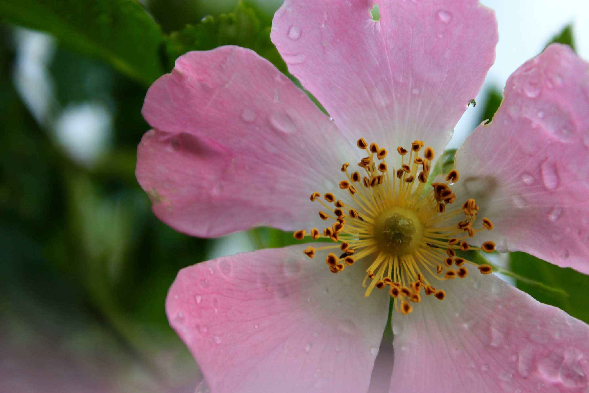 Canon EF-S 18-55mm F3.5-5.6 III sample photo. The rosehip flower photography