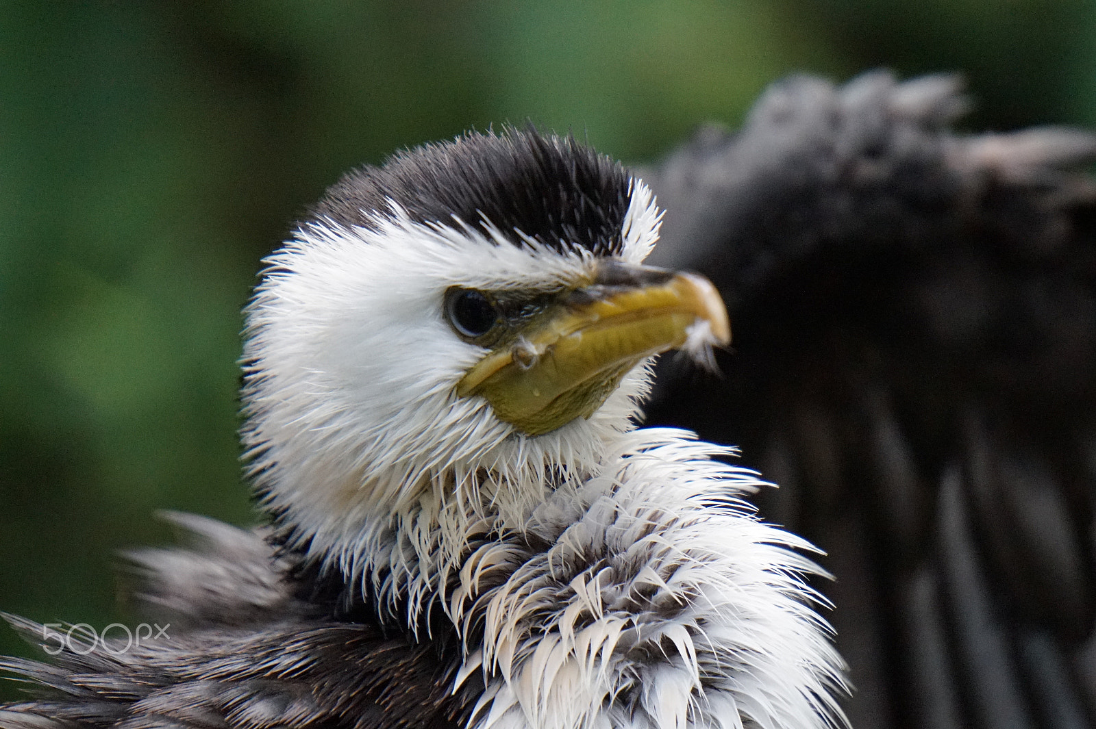 Sony E 55-210mm F4.5-6.3 OSS sample photo. Pygmy cormorant close-up photography