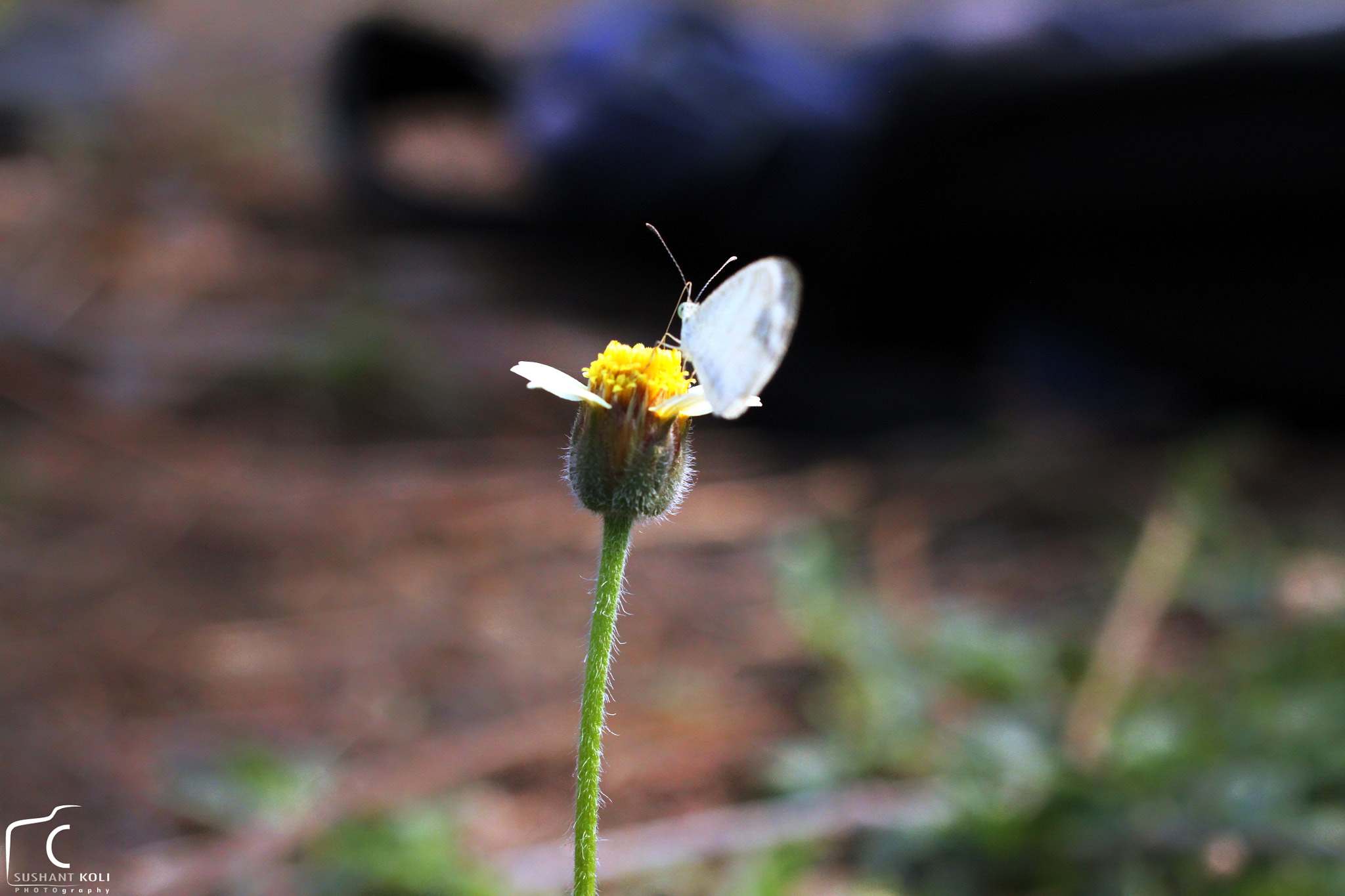 Canon EOS 7D + Canon EF 35mm F2 sample photo. #macro#click# photography