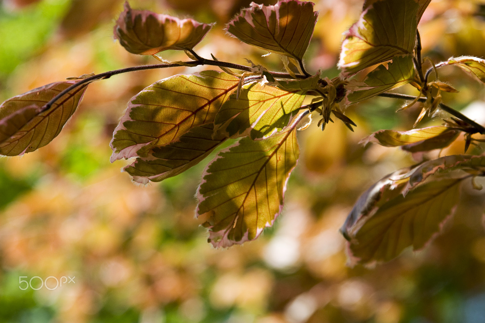 Canon EF 28-105mm f/3.5-4.5 USM sample photo. Leaves photography
