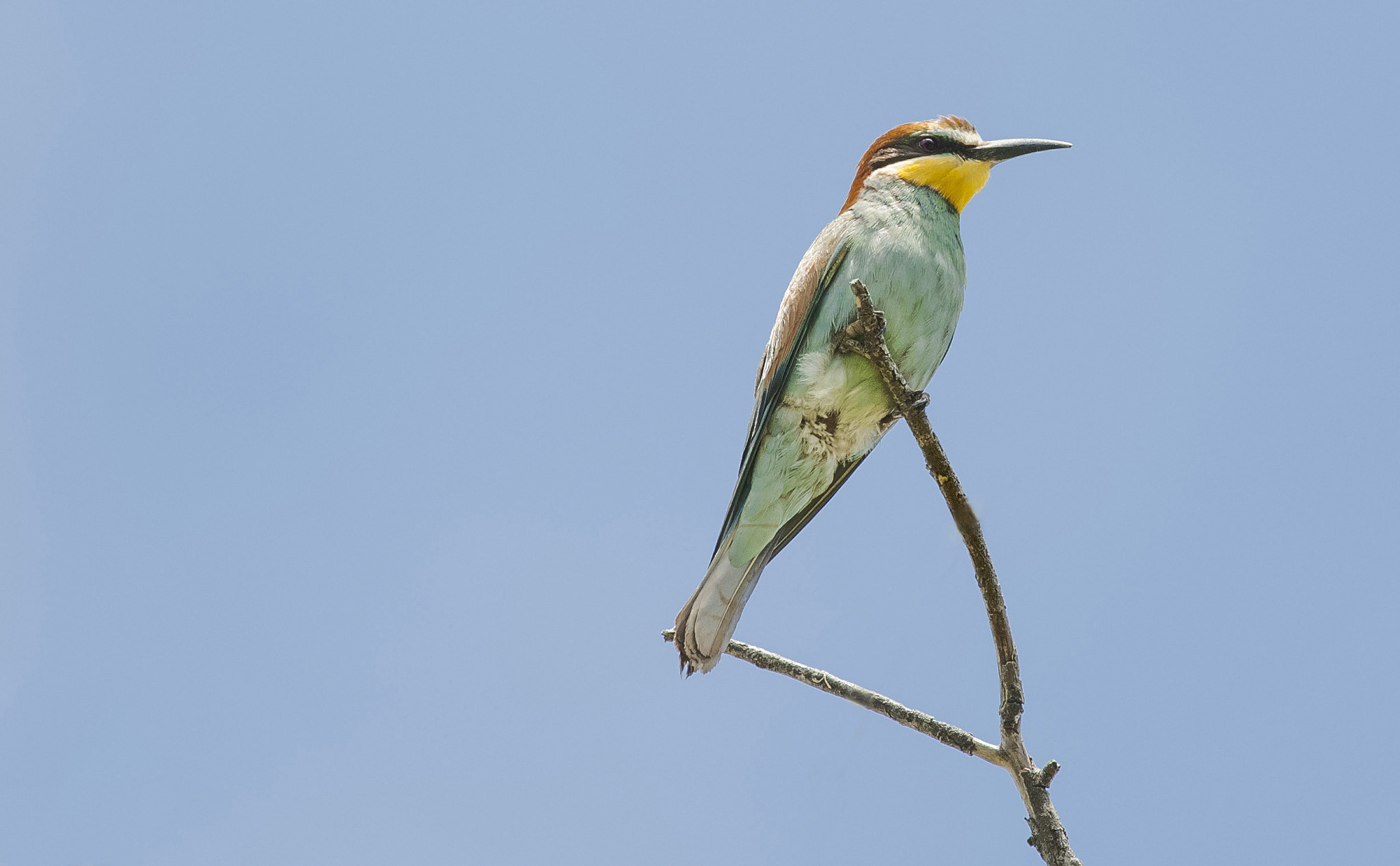 Sigma 150-600mm F5-6.3 DG OS HSM | C sample photo. Tr photography