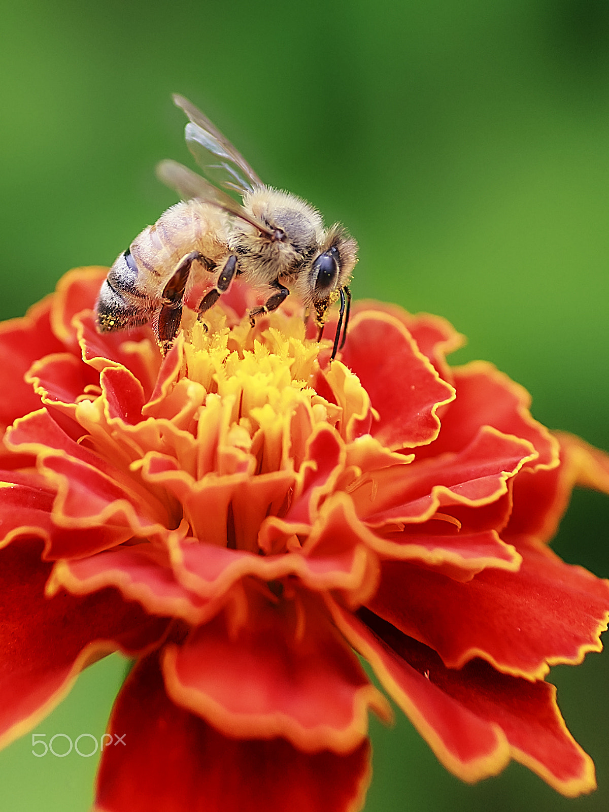 Canon EOS 600D (Rebel EOS T3i / EOS Kiss X5) + Tamron SP AF 90mm F2.8 Di Macro sample photo. Honeybee on the french marigold photography