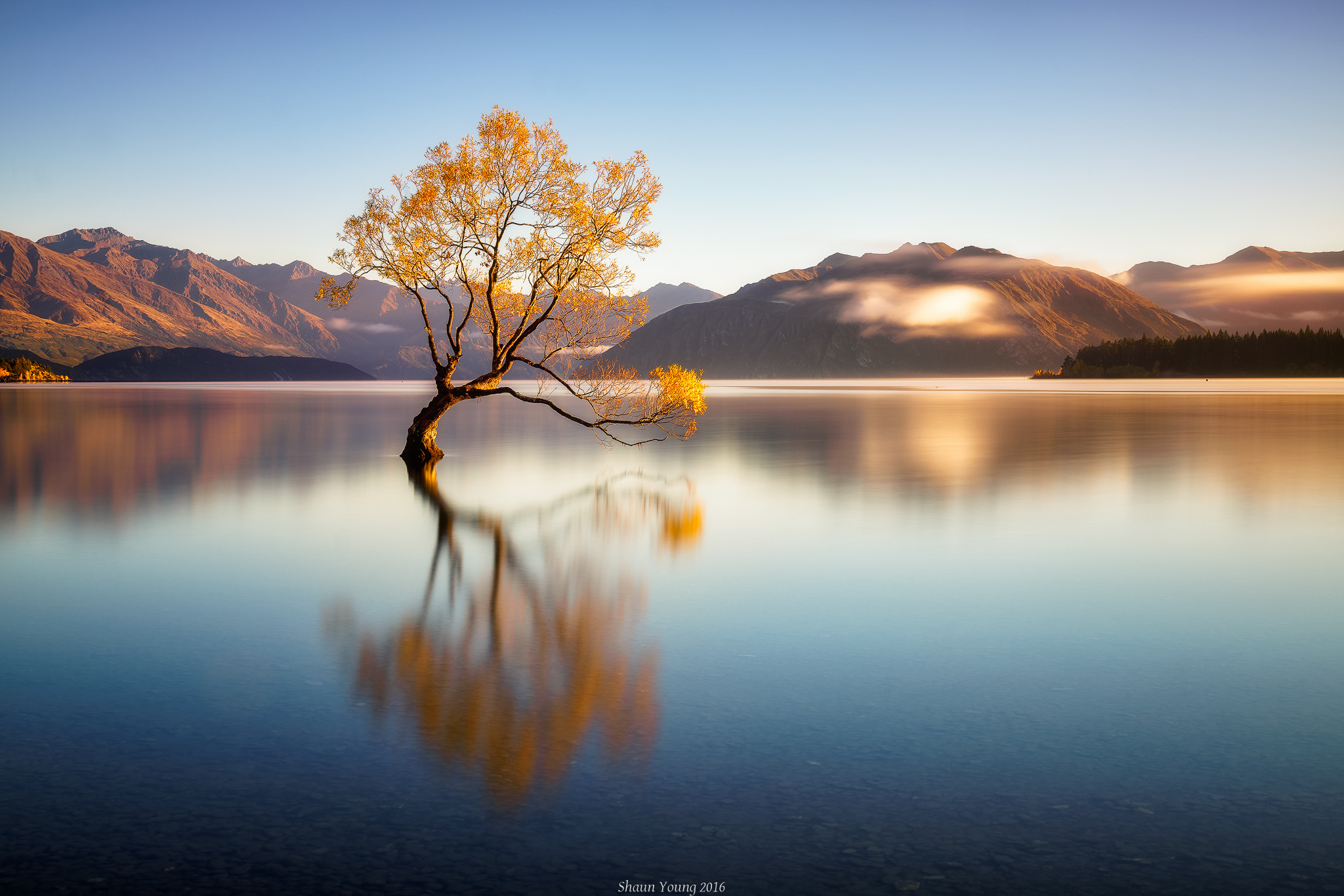 Sony a7R II + Canon EF 24-70mm F4L IS USM sample photo. The wanaka tree photography