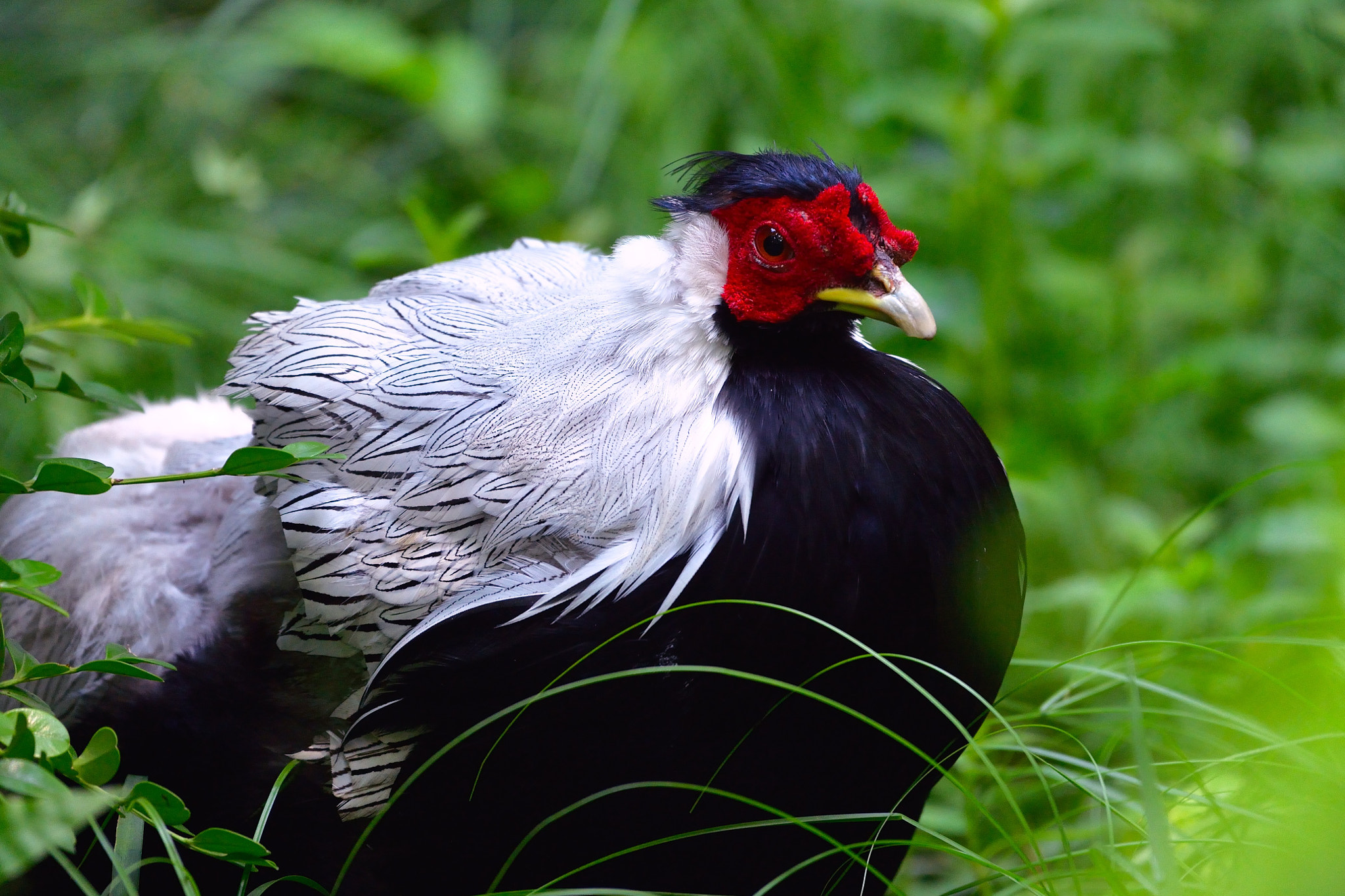 Nikon AF-S Nikkor 200-500mm F5.6E ED VR sample photo