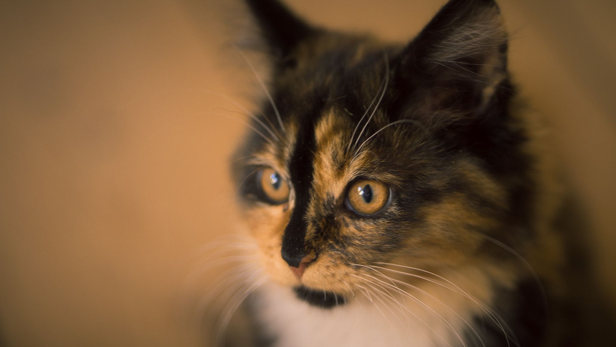 Sony a7S II + ZEISS Batis 85mm F1.8 sample photo. Kitten. the orange feeling. photography